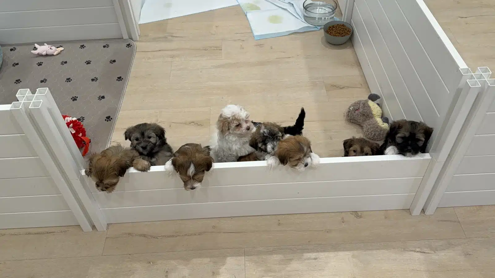 Puppy Litter Inside a Nursery Pen.