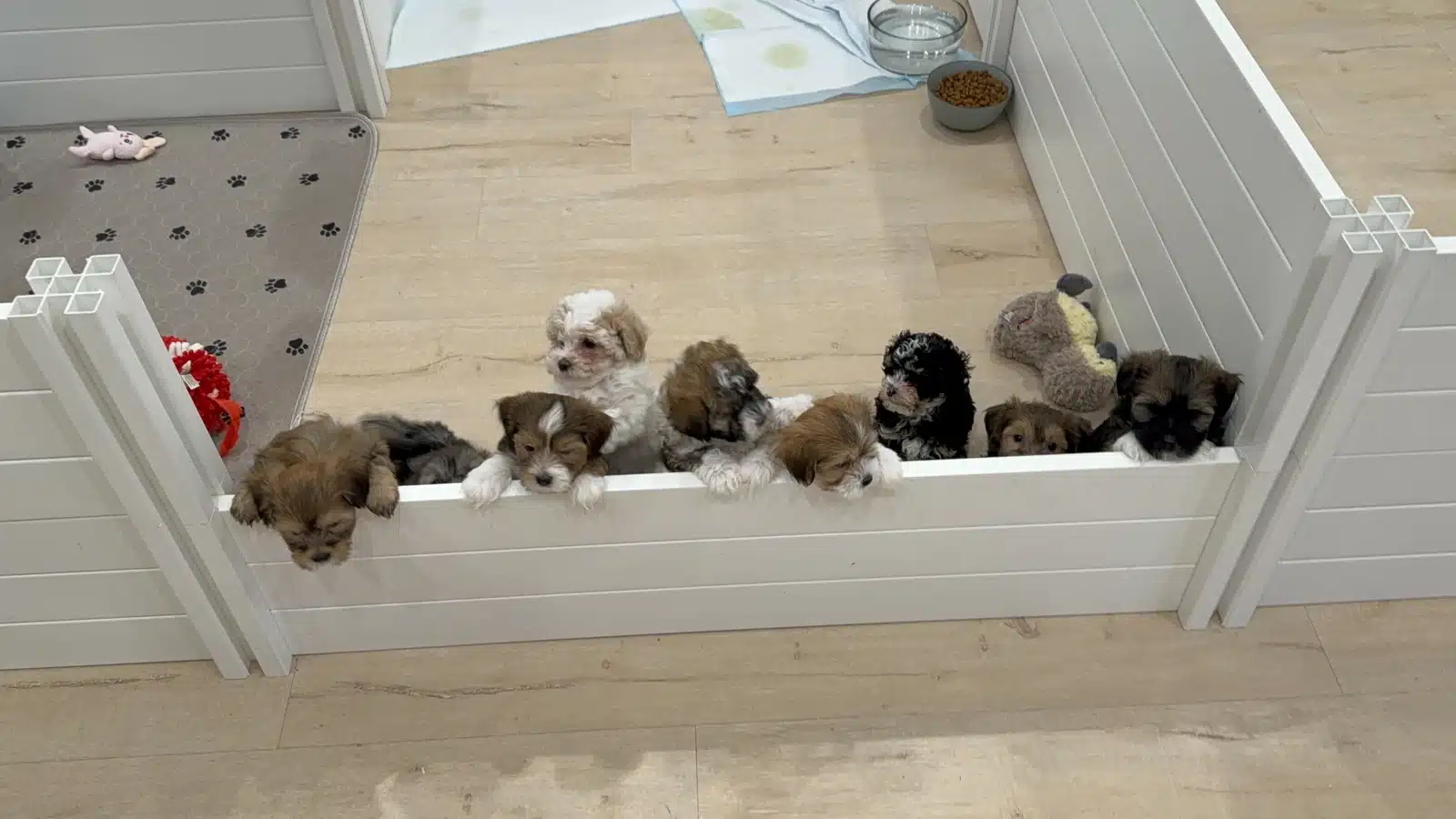 Puppy Litter Inside a Nursery Pen.