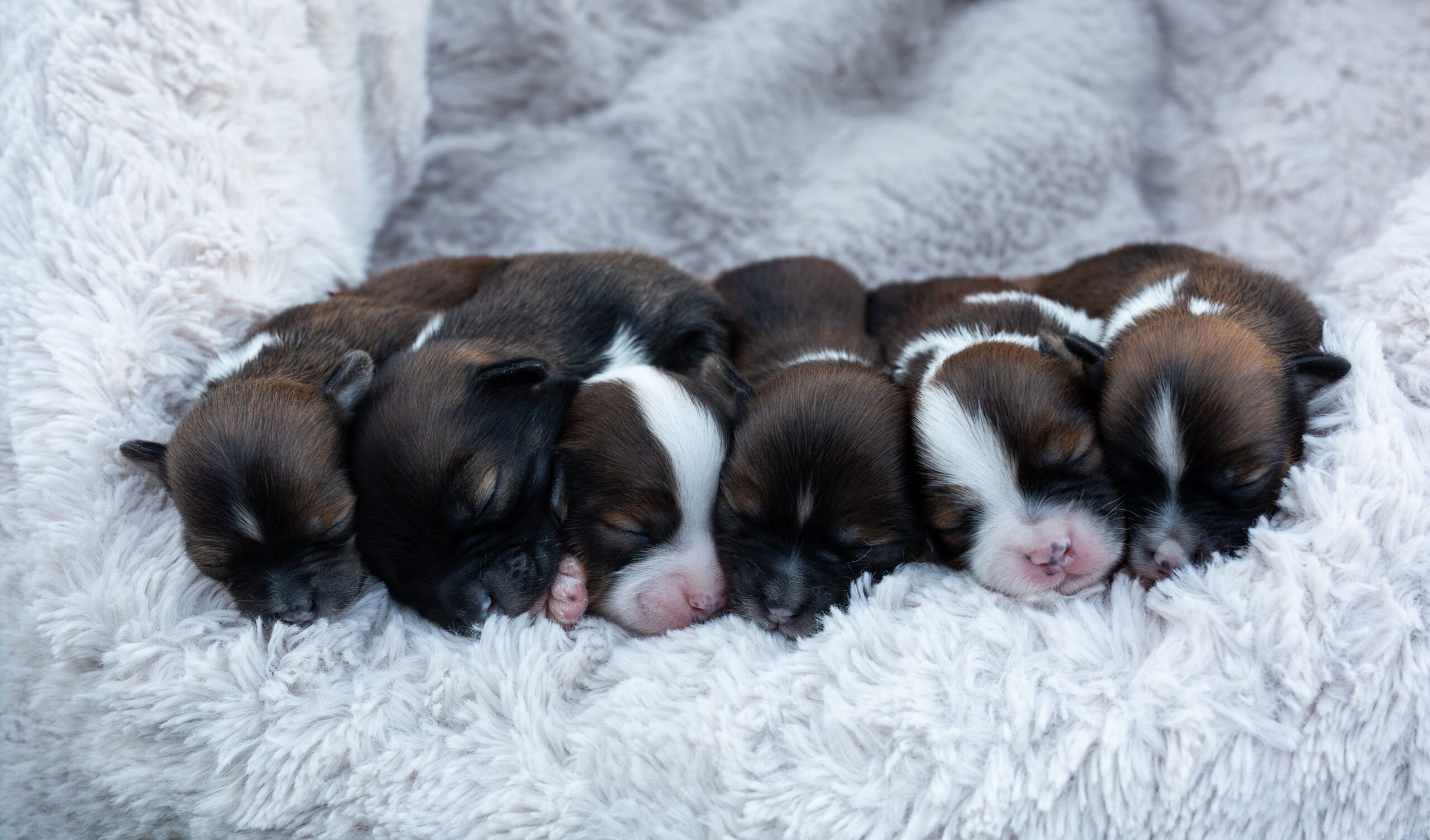 Small puppies resting together on a soft cream blanket at Sage Puppies