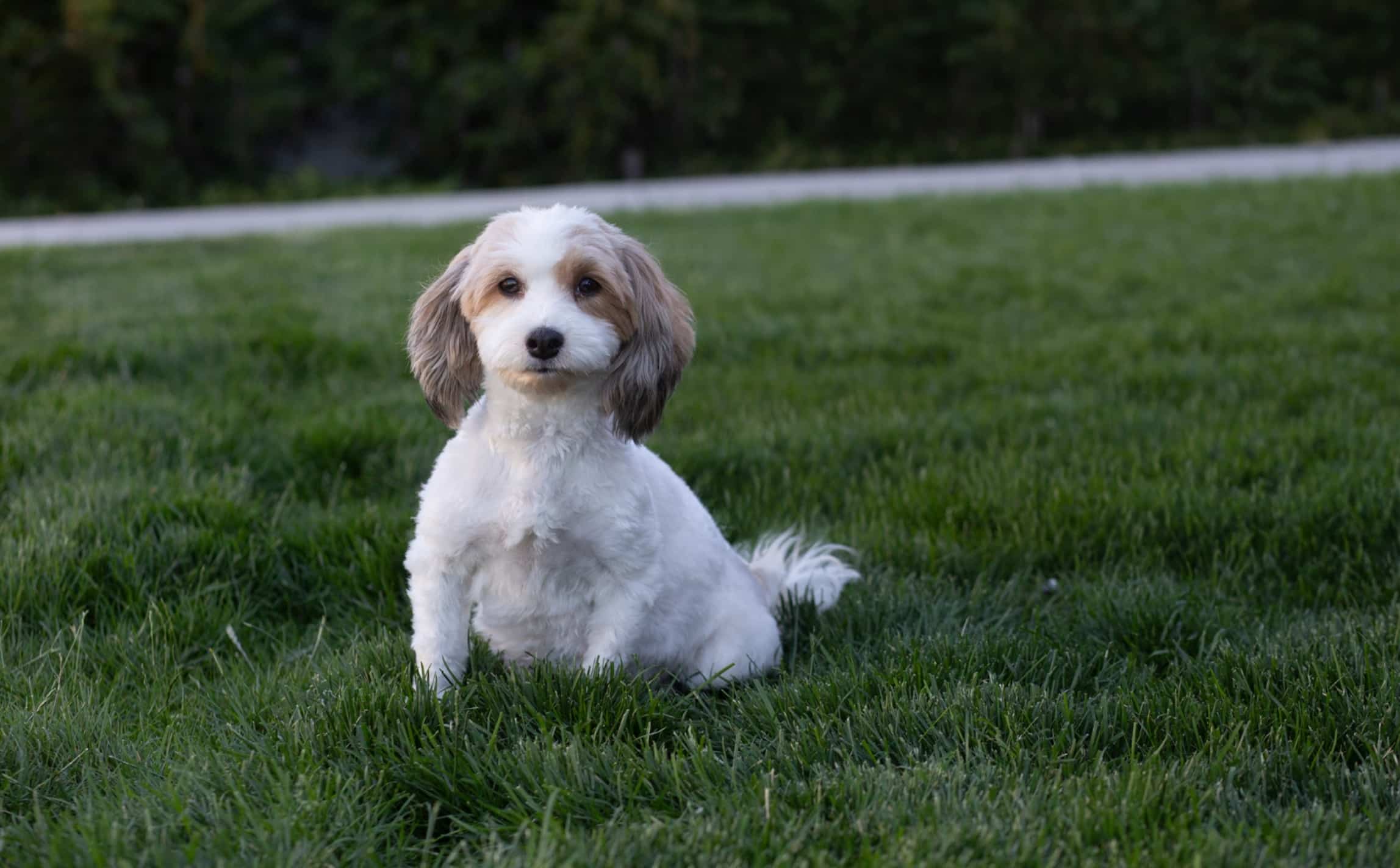 Snowbell, Dewey’s mother at Sage Puppies