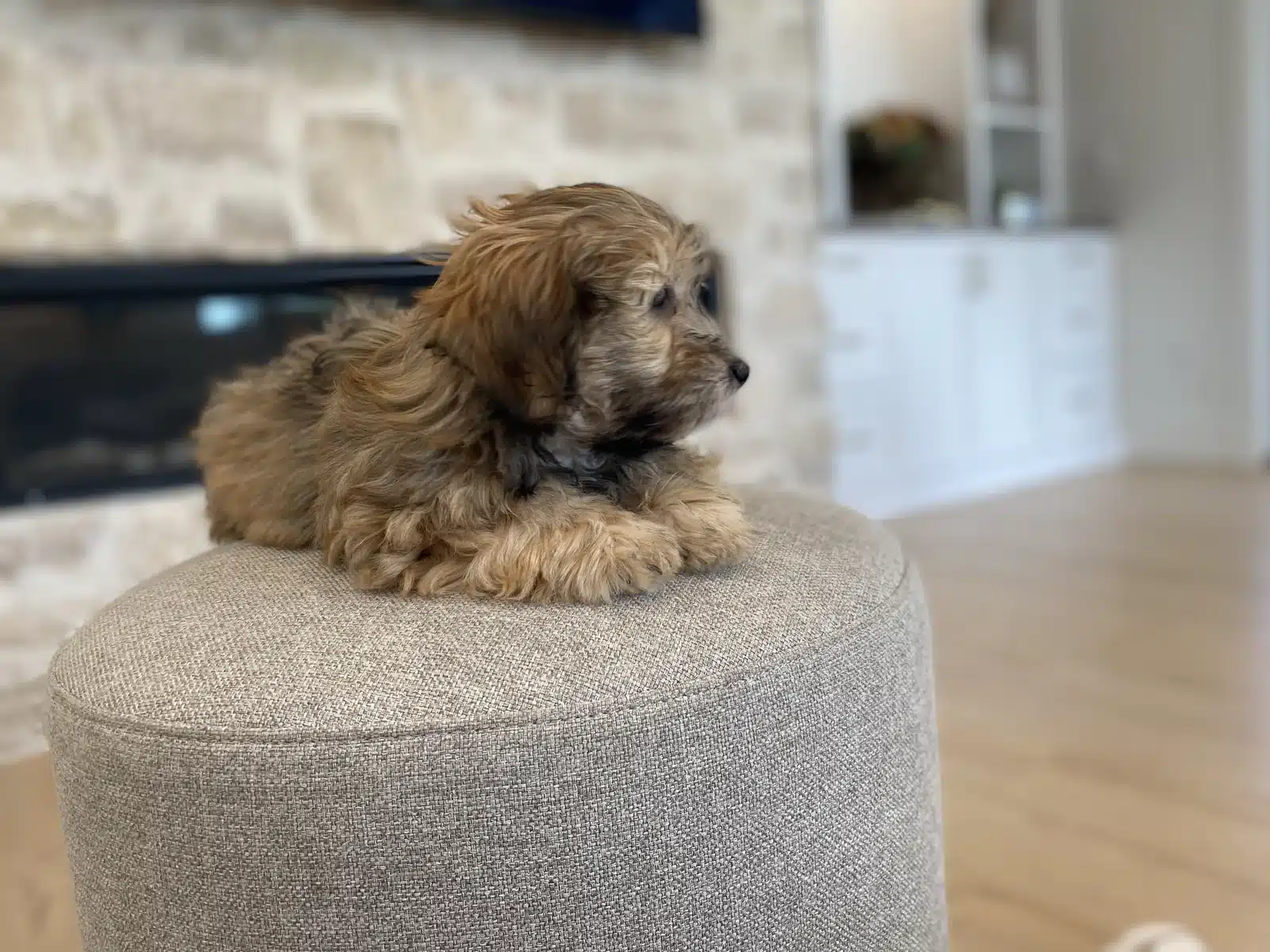 Tan Puppy On a Beige Cushion.