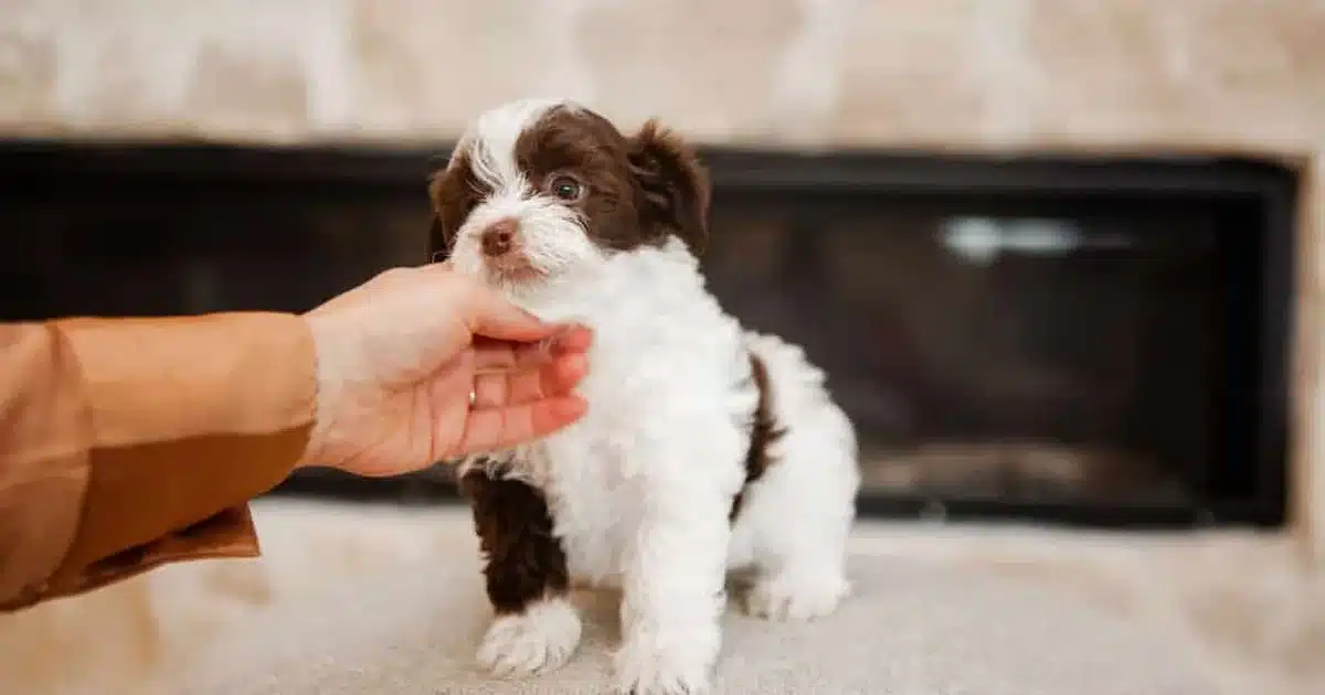 Brown and white puppy being gently held during puppy pickup preparation