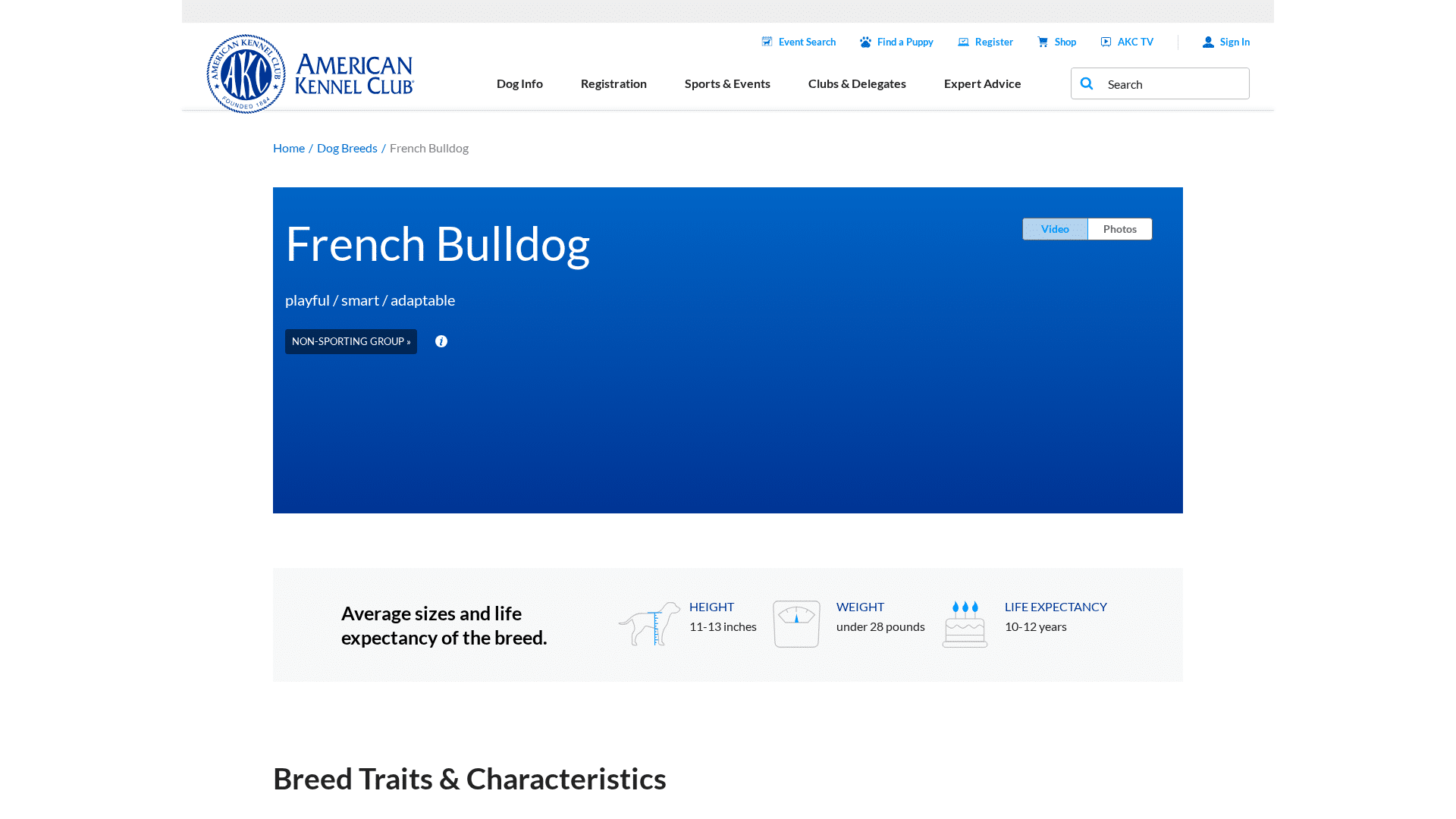 French Bulldog