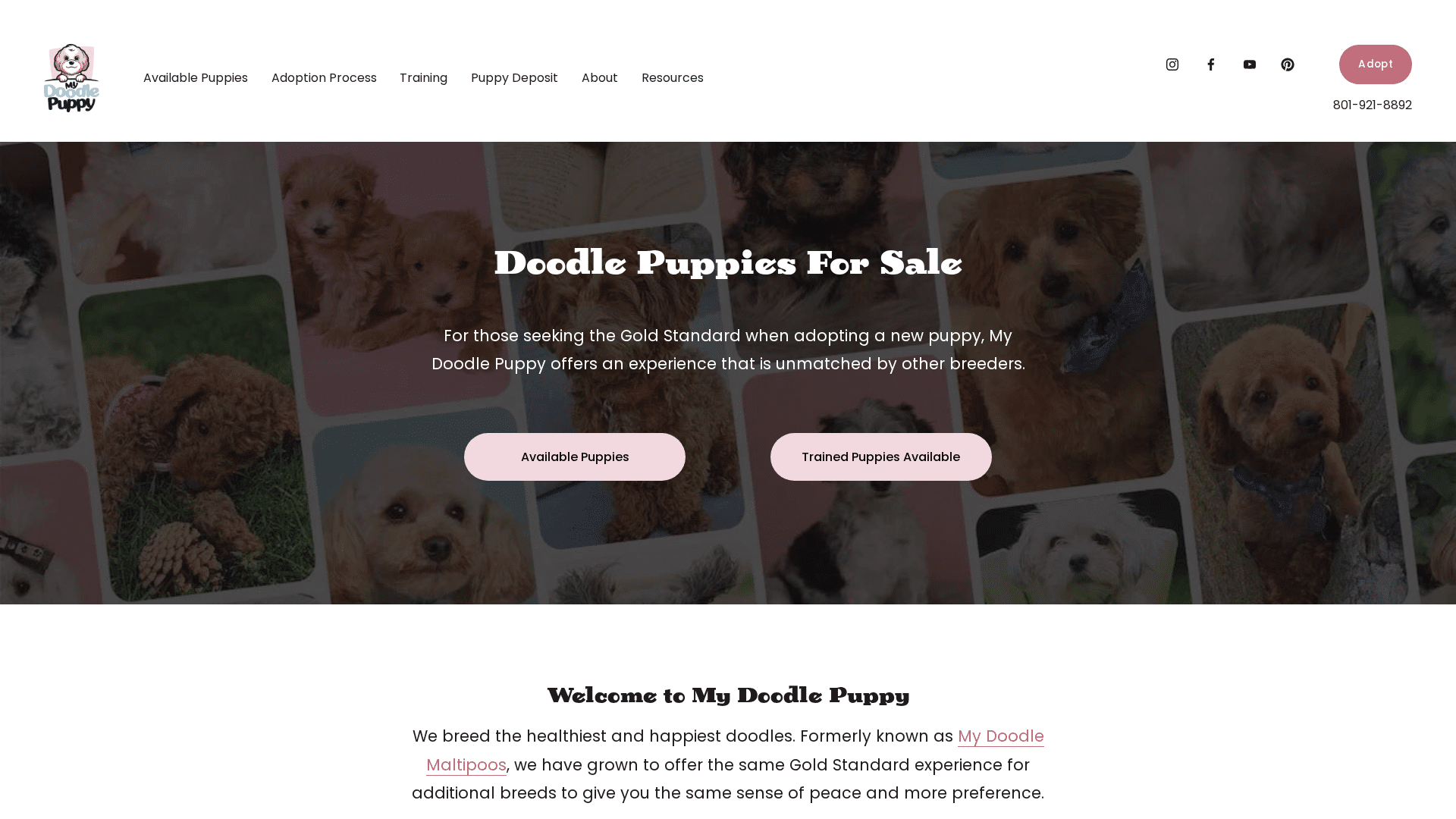 Maltipoo