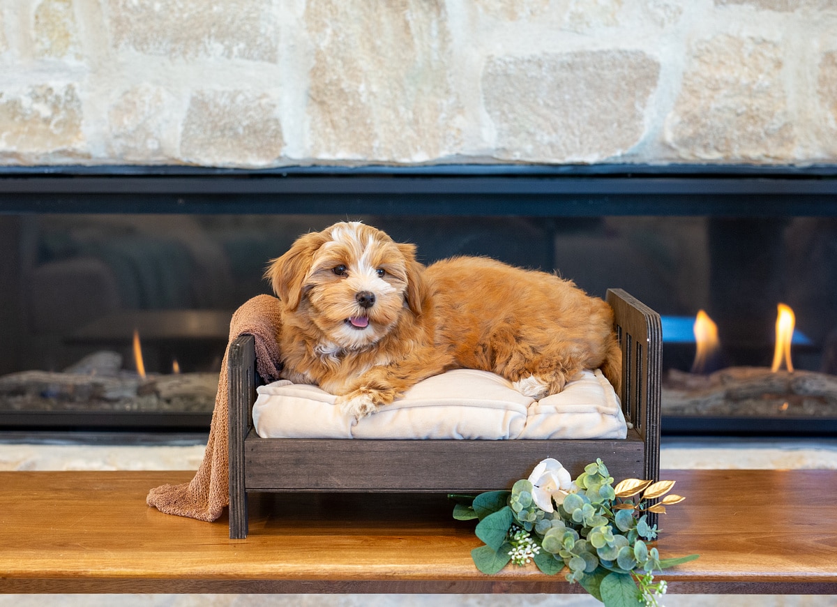 Harmony, a red and white Havanese puppy, resting on a small bed in front of a fireplace