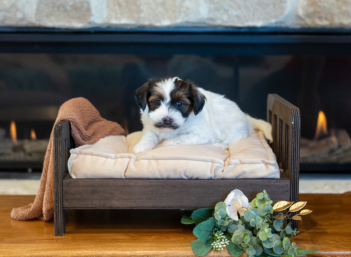 Boggart the male Havanese puppy sitting on a miniature bed at Sage Puppies