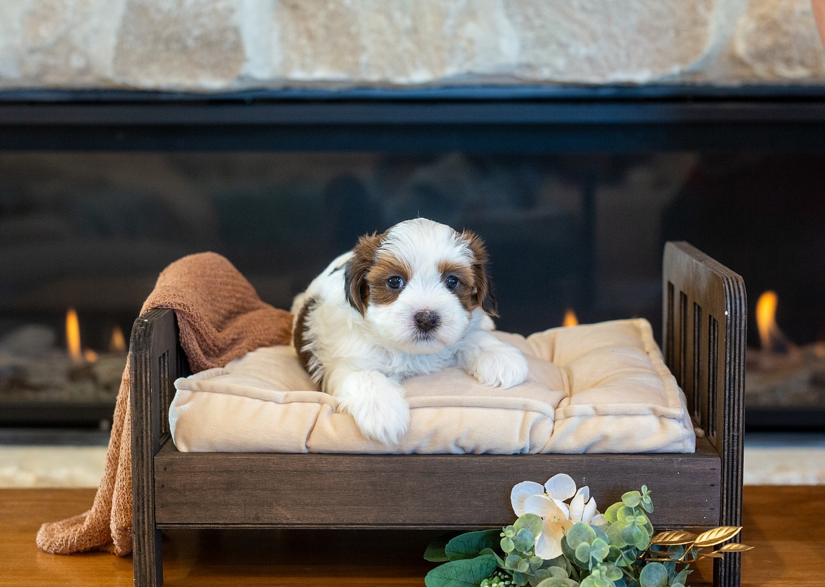 Bucky, a male red sable parti Havanese puppy, resting on a miniature bed in front of a fireplace