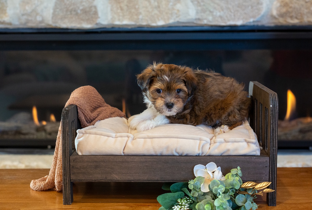 Sugar, a black-tipped red sable tuxedo Havapoo puppy, resting on a cream cushion