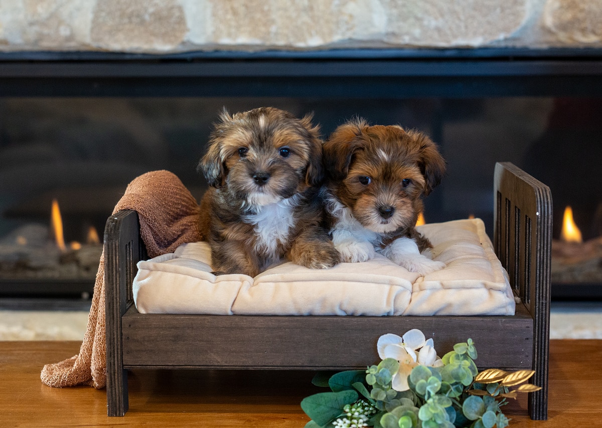 Duke and Sugar, two Havapoo puppies from the Bee and Groot litter
