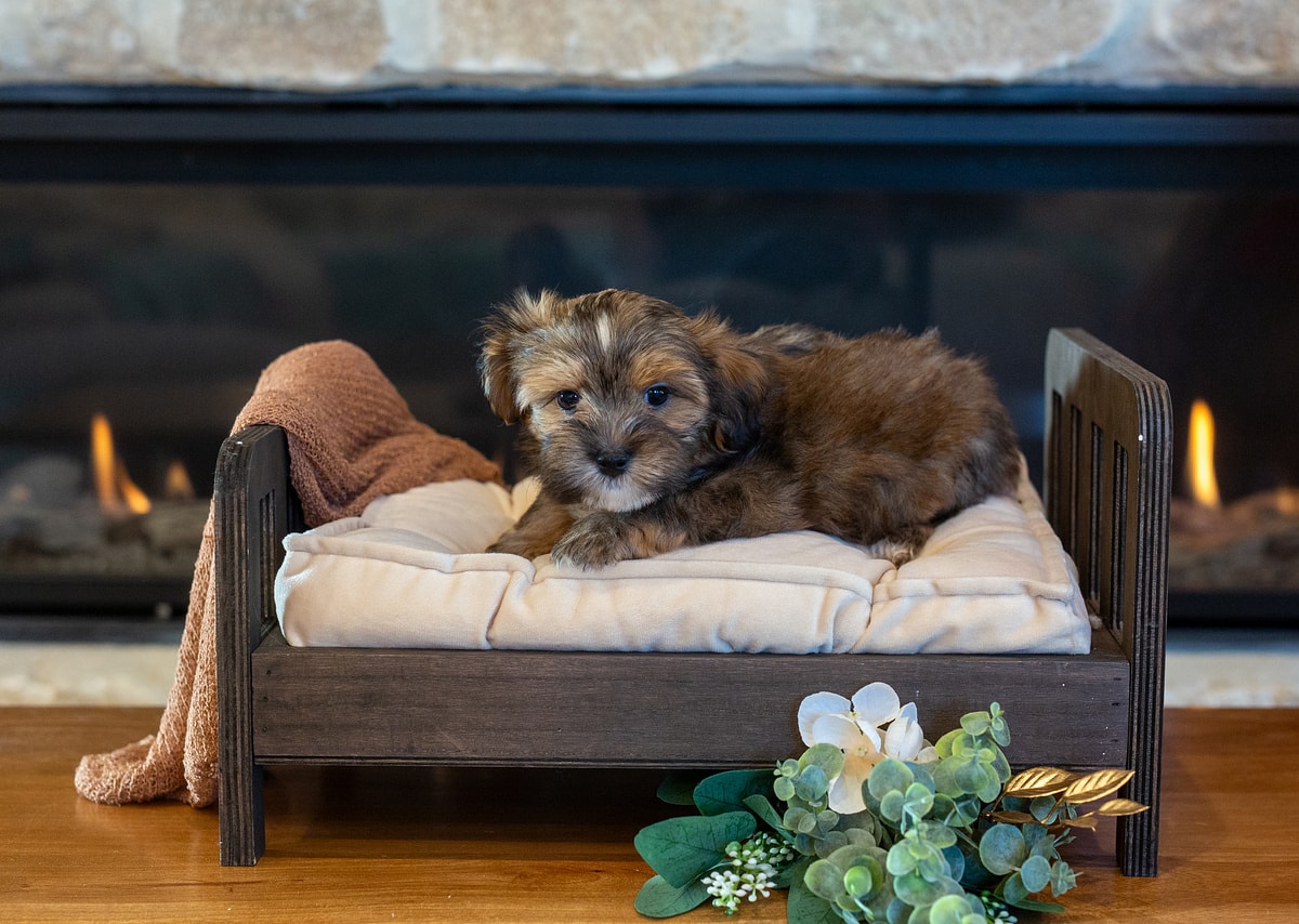 Duke resting on a cream puppy bed in front of a fireplace