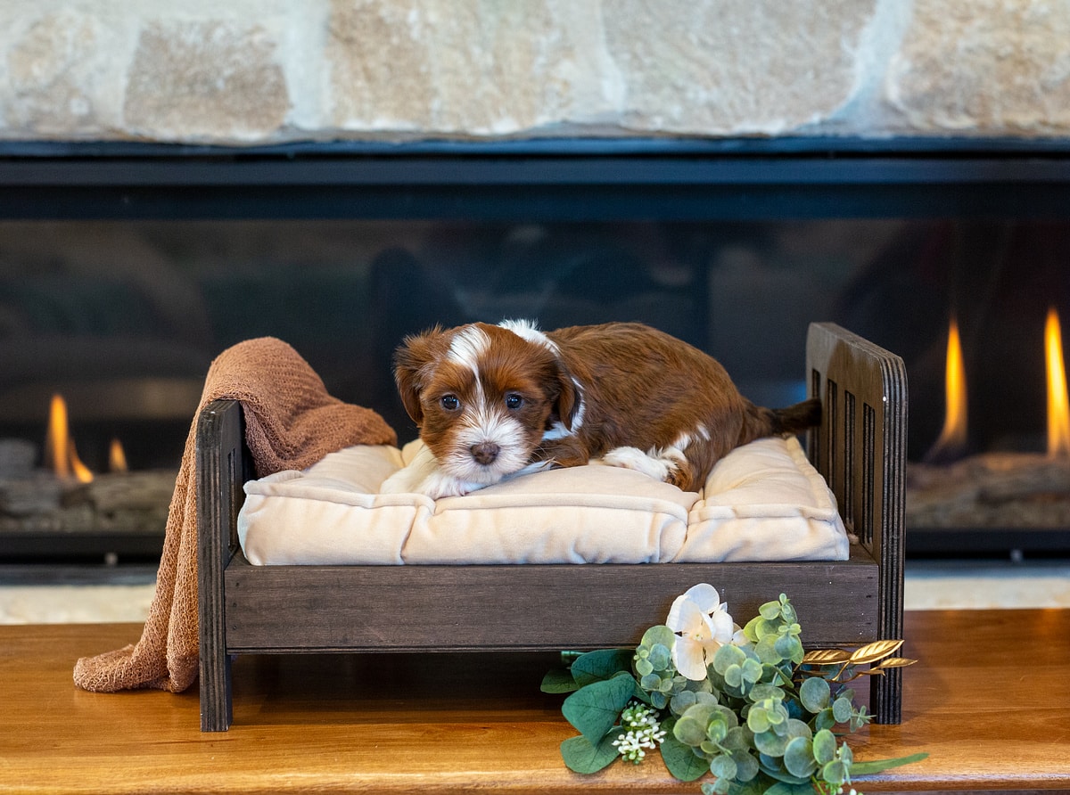 Joy, a burgundy red and white Havanese puppy resting on a cream cushion in front of a fireplace