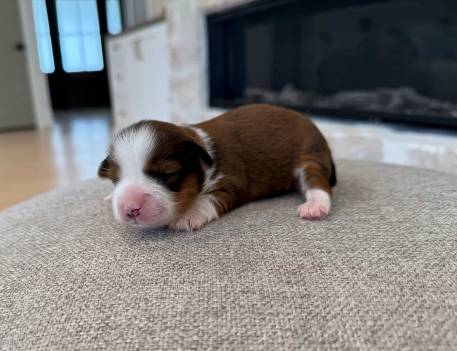 Newborn brown and white Havanese puppy indoors Newborn brown and white puppy resting on a soft gray surface in a home setting