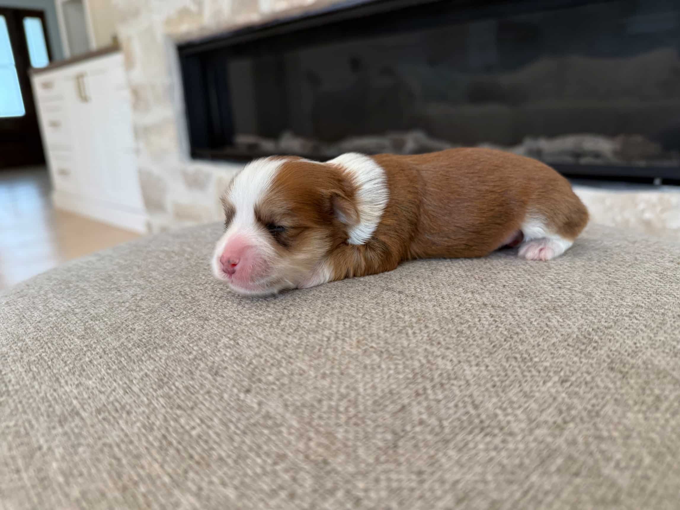 Buster the male red sable tuxedo Havanese puppy from Snowbell and Groot’s litter