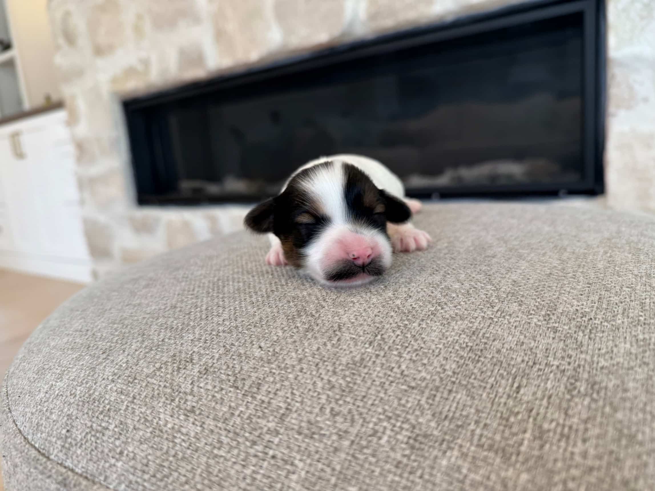 Black-and-white puppy with closed eyes resting on a cream upholstered seat beside a fireplace.