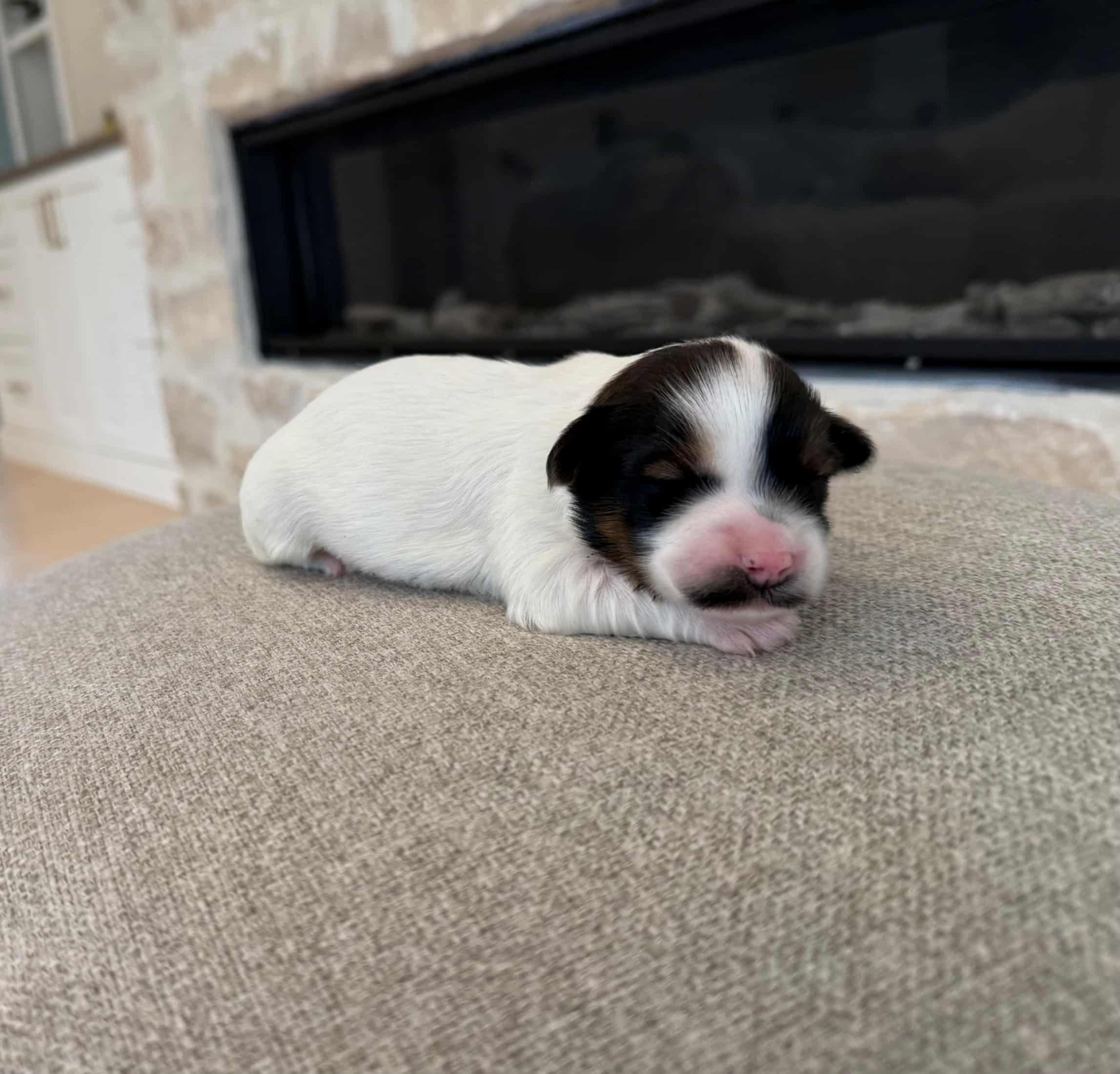 Boggart the male tuxedo Havanese puppy from Snowbell and Groot’s litter