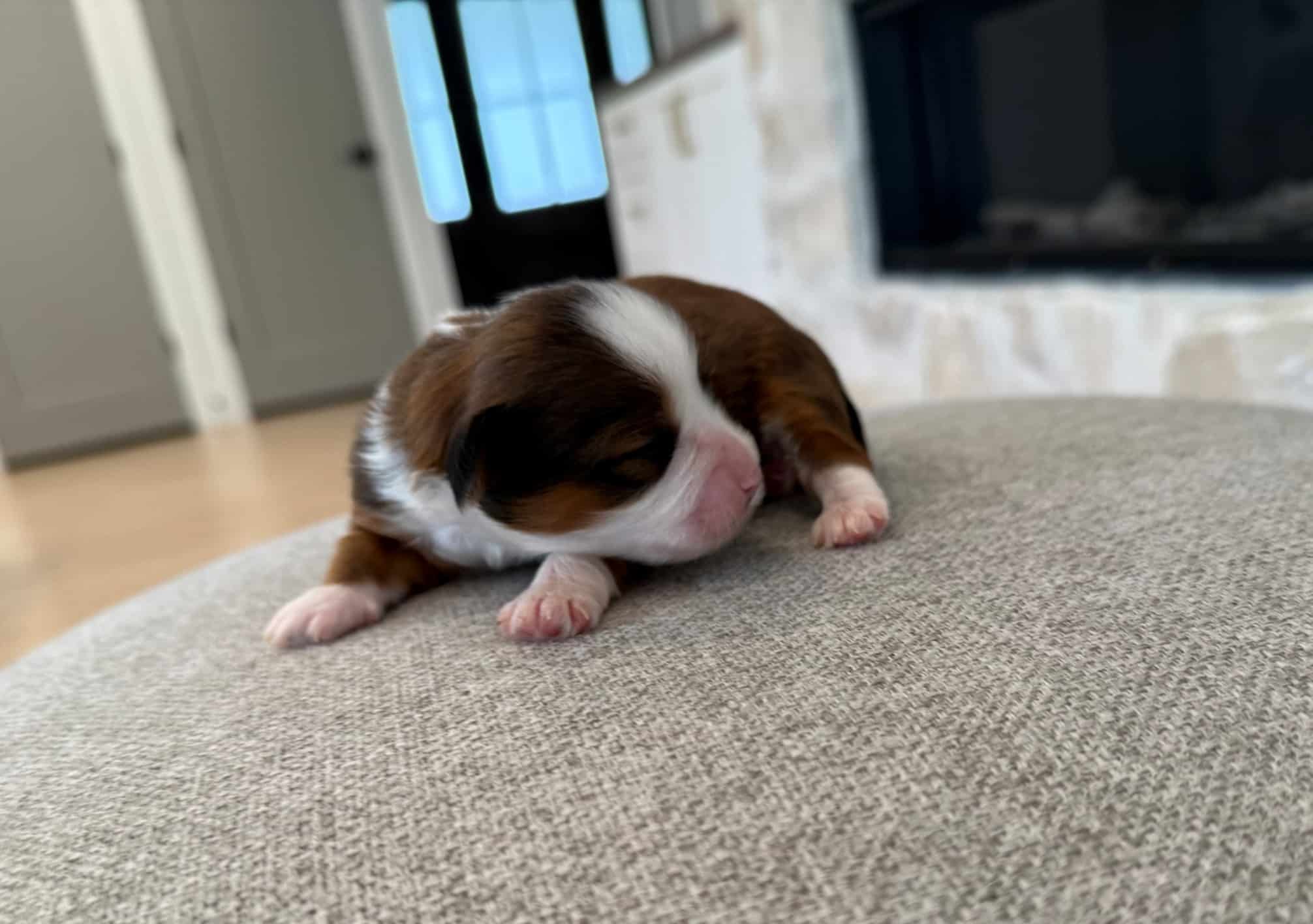 Bodie the male red sable tuxedo Havanese puppy from Snowbell and Groot’s litter