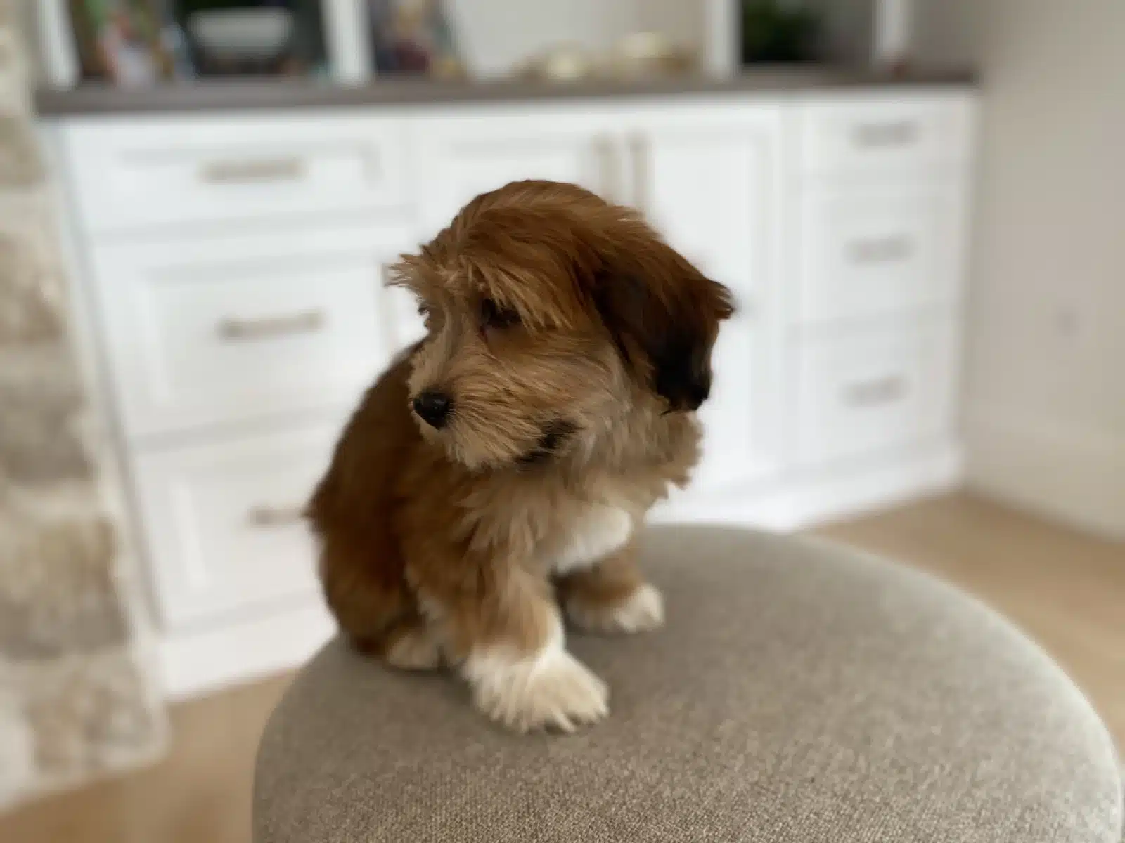 Apricot and White Puppy On a Beige Cushion.