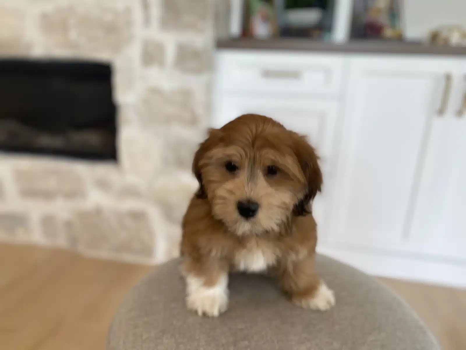 Apricot and White Puppy On a Beige Cushion.