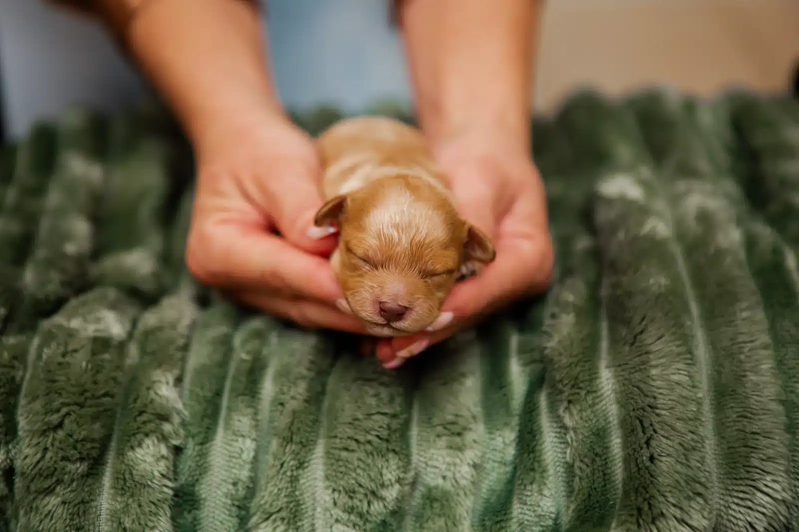 An apricot newborn puppy cradled in two hands above a green blanket