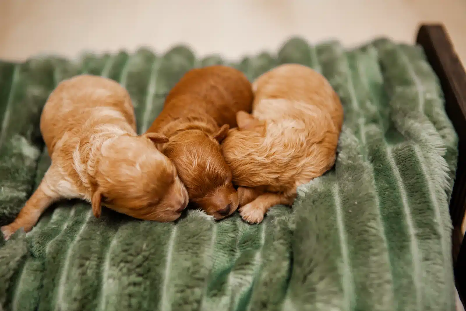 Apricot Newborn Puppy Litter On a Green Blanket.