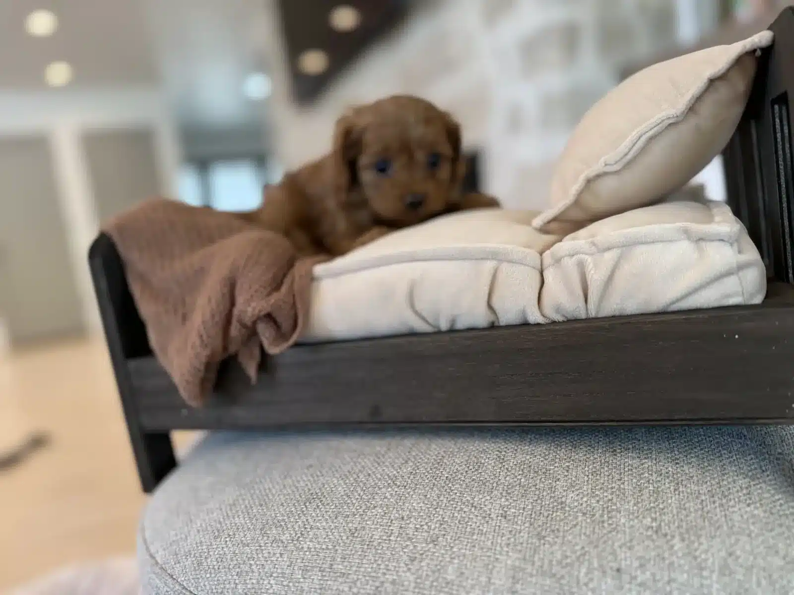 Apricot Puppy On a Cream Chair.