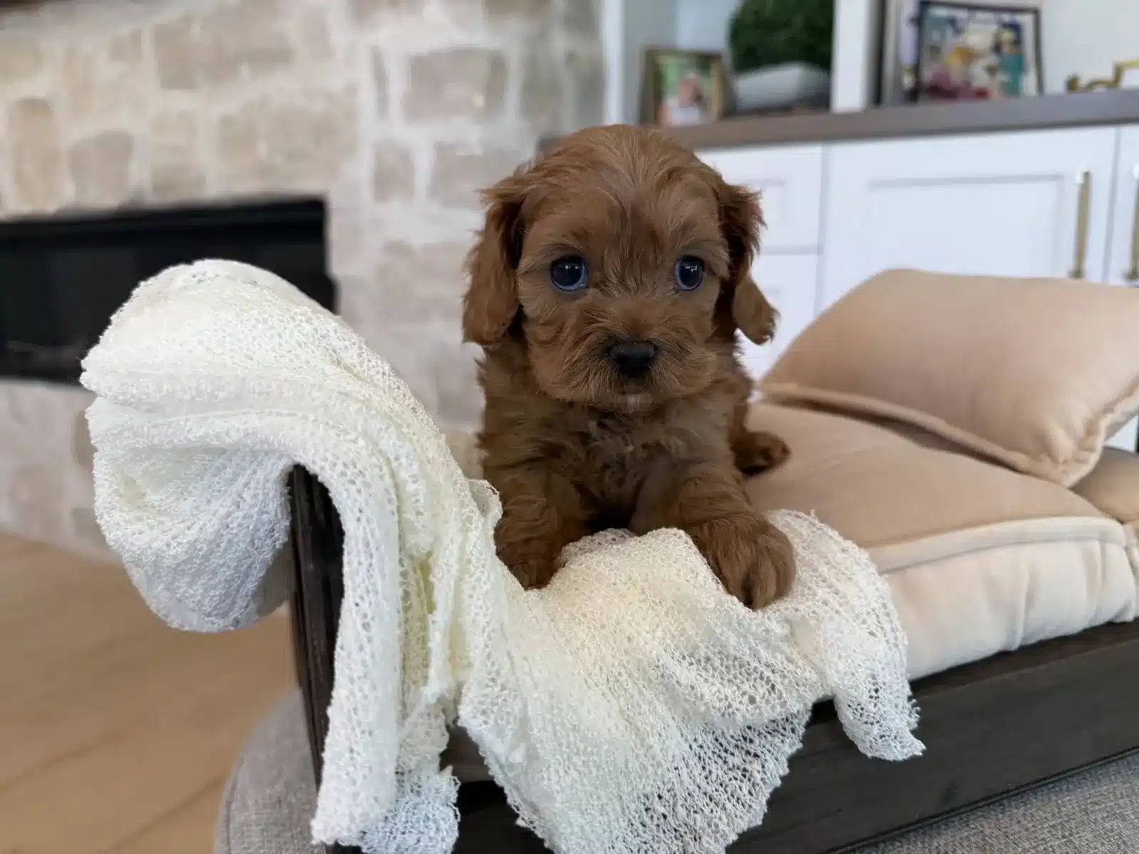 Apricot Puppy On a White Blanket and Chair.