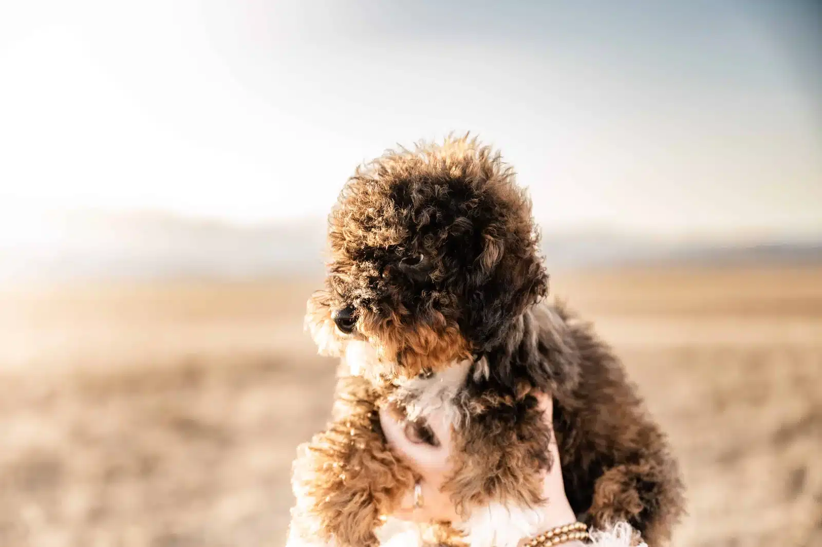 Brown curly-coated puppy with a white chest looking down to the left while supported in an adult’s hands outdoors