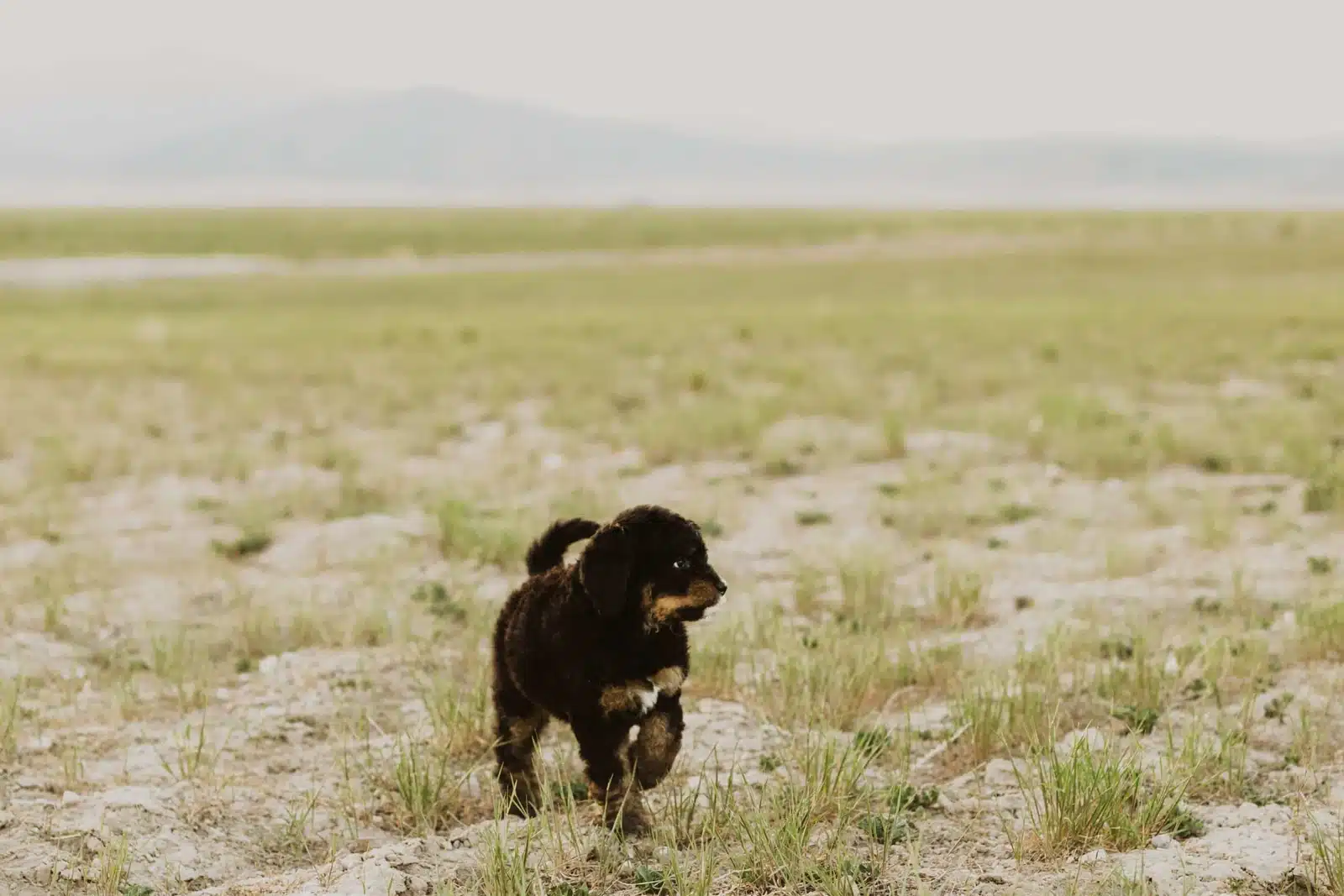 Black and Tan Puppy In a Meadow.