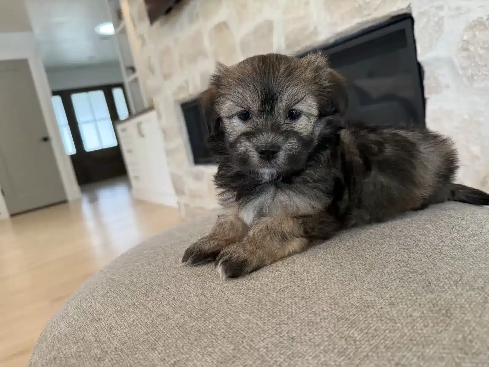 Black and tan puppy resting on a gray cushion in front of a fireplace