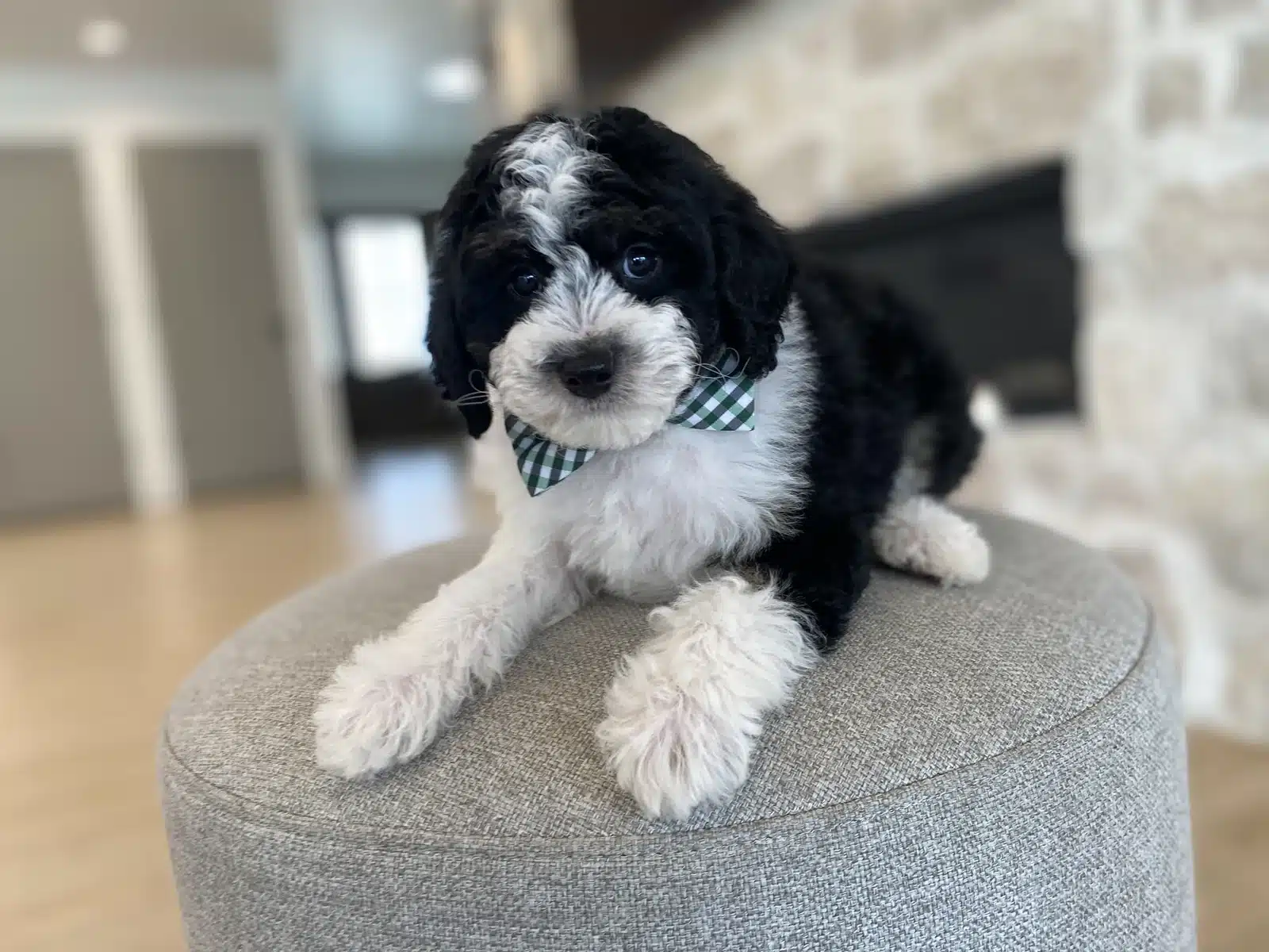 Black and White Puppy Green Bow on a Beige Cushion.