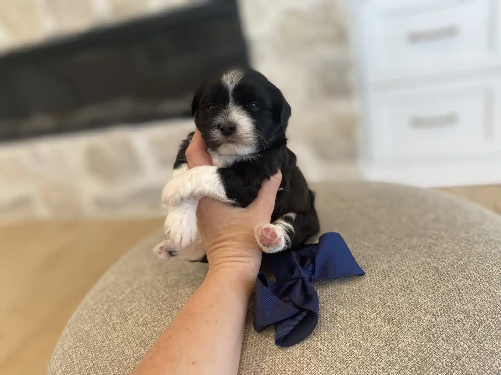 Black and White Puppy Navy Bow on a Beige Cushion.