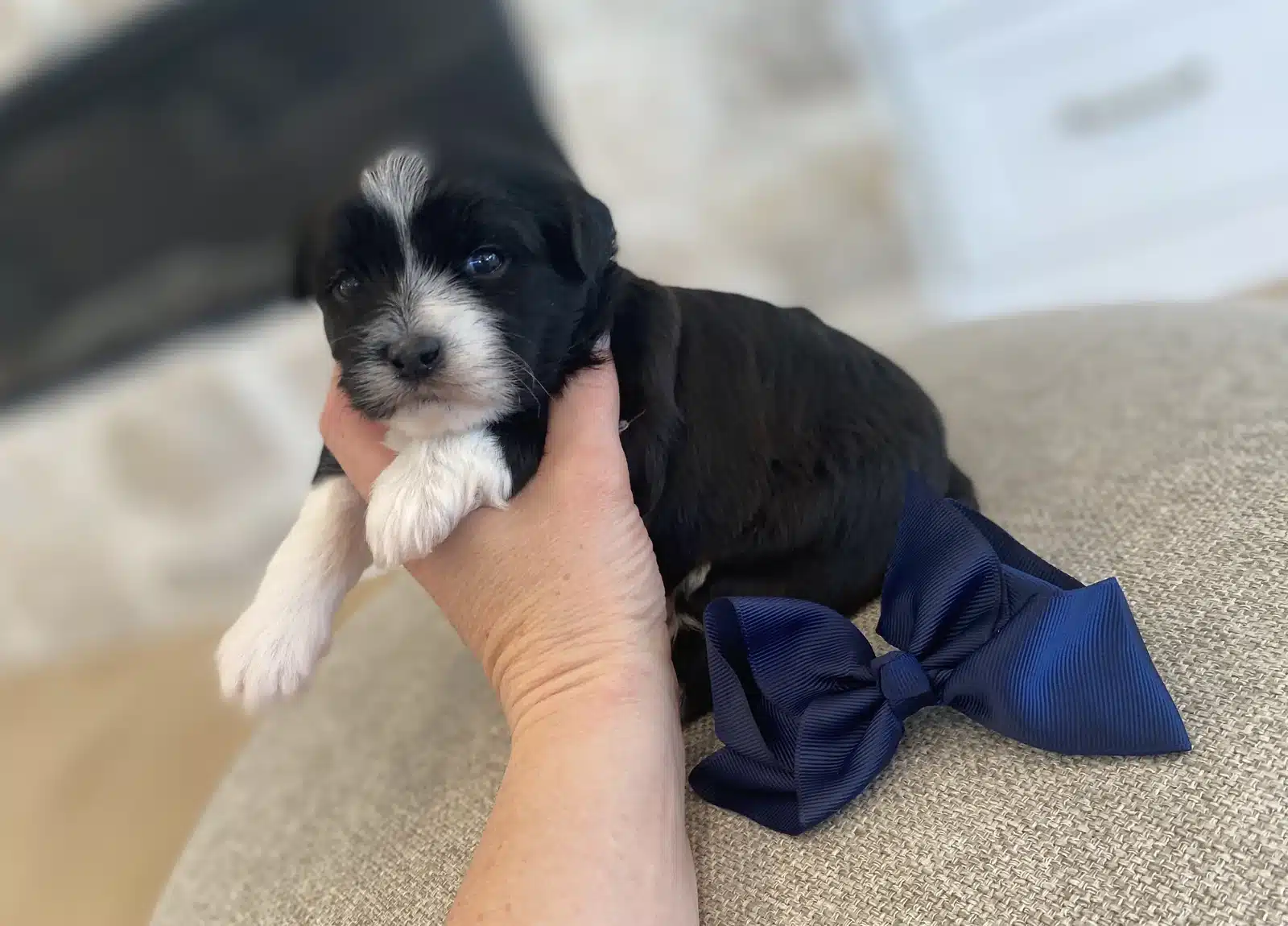 Black and white puppy supported by a person's hand on a beige upholstered surface, with a navy bow beside it