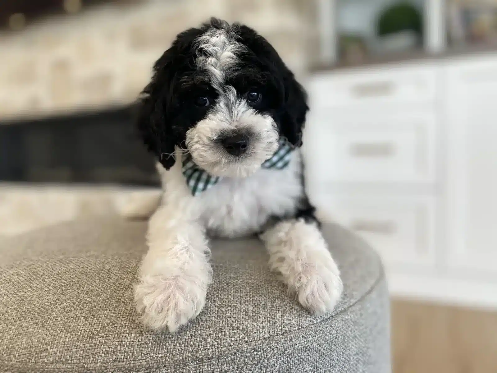 Black and White Puppy On a Cushion.
