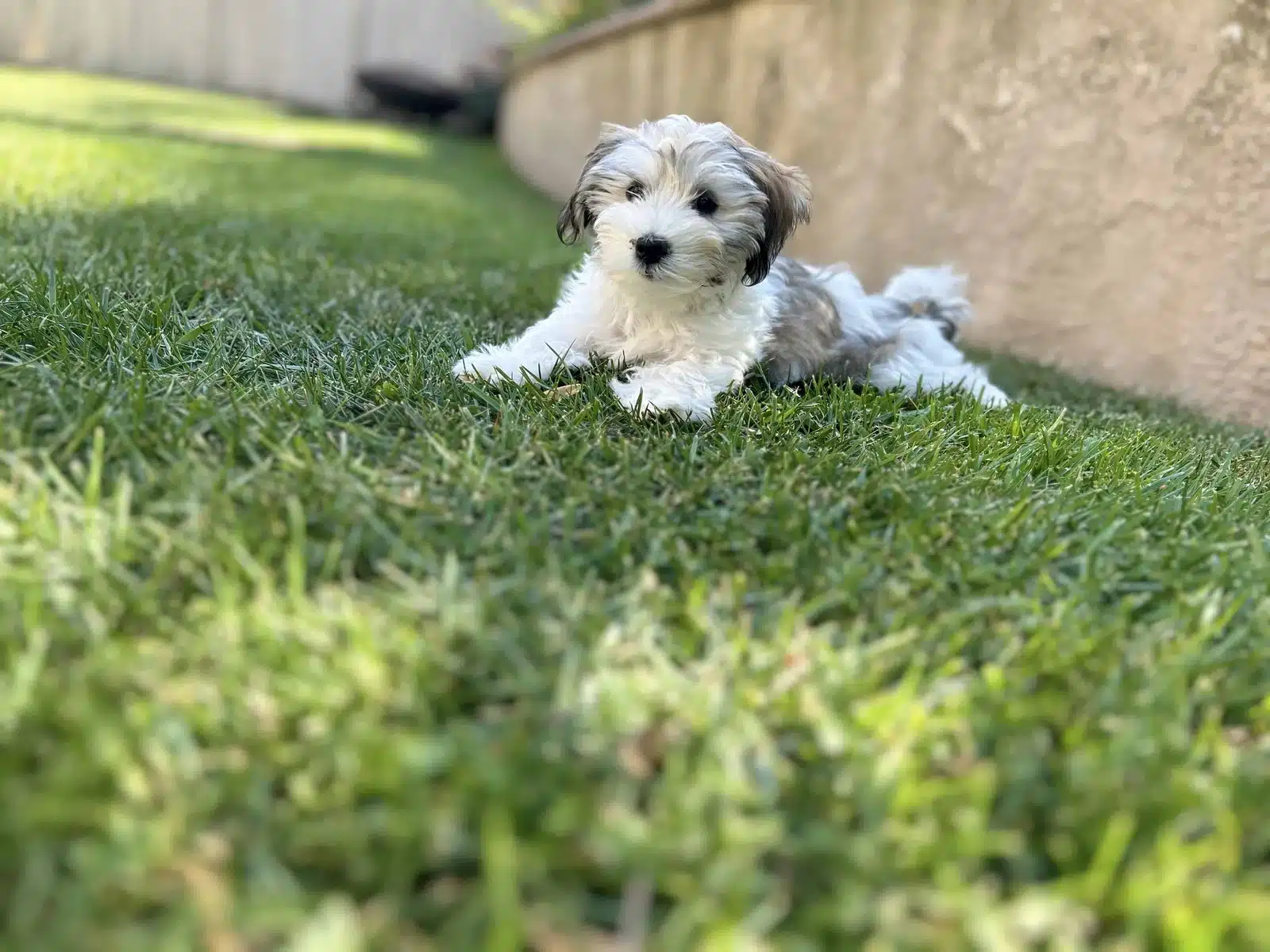 Black and White Puppy On Grass.