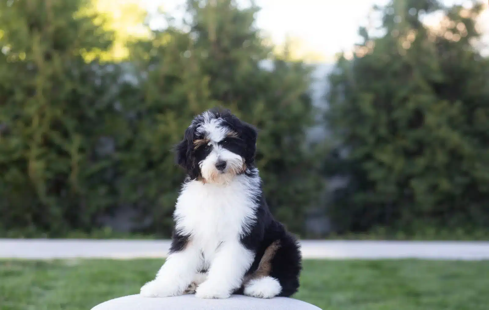Black and White Puppy Outdoor Cushion Portrait.