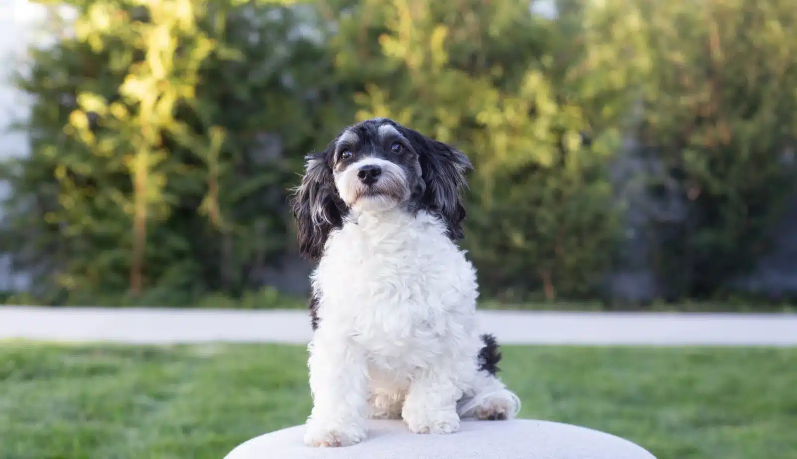 Black and White Puppy Outdoor Cushion Portrait.