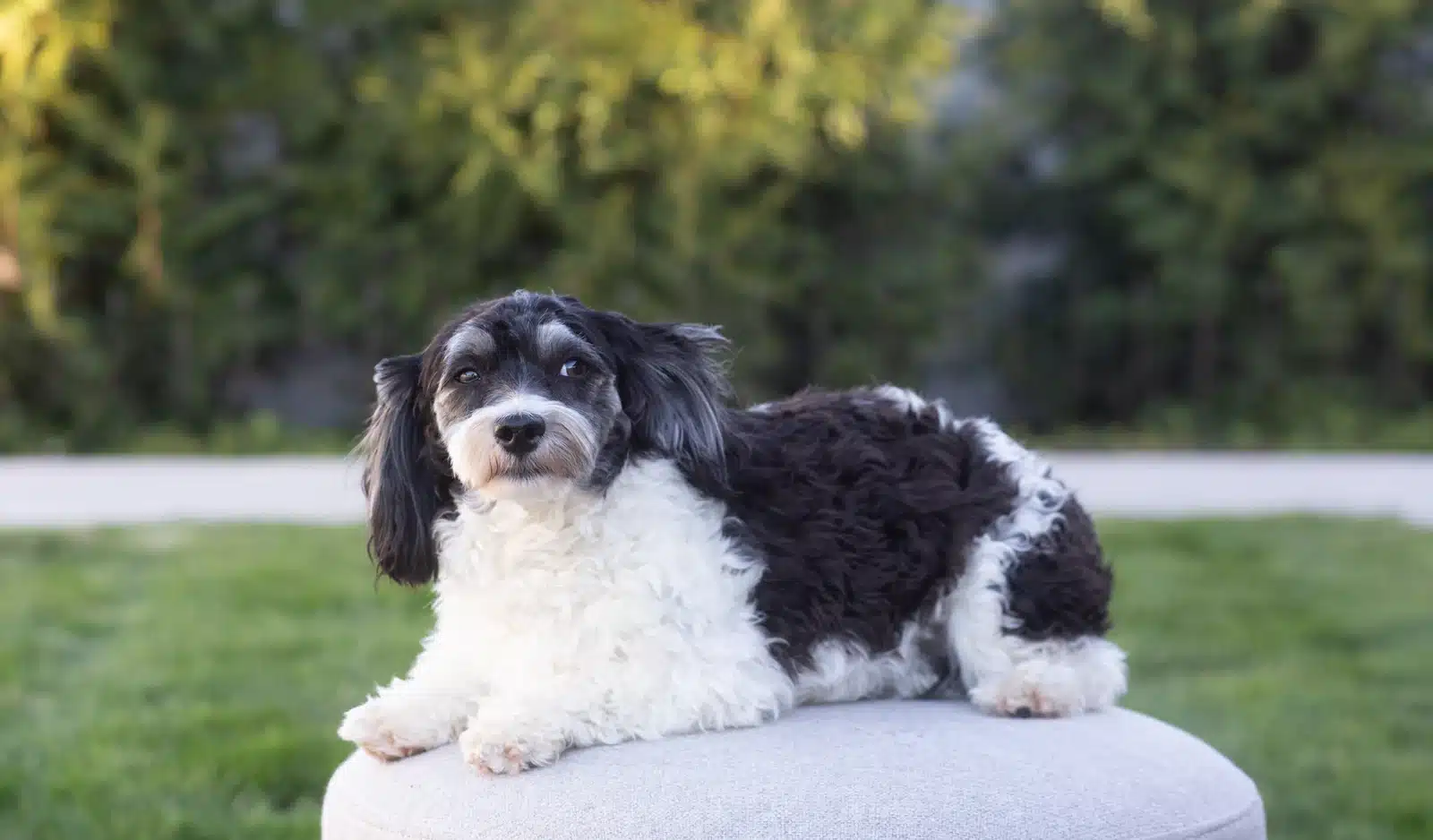 Black and White Puppy Outdoor Cushion Portrait.