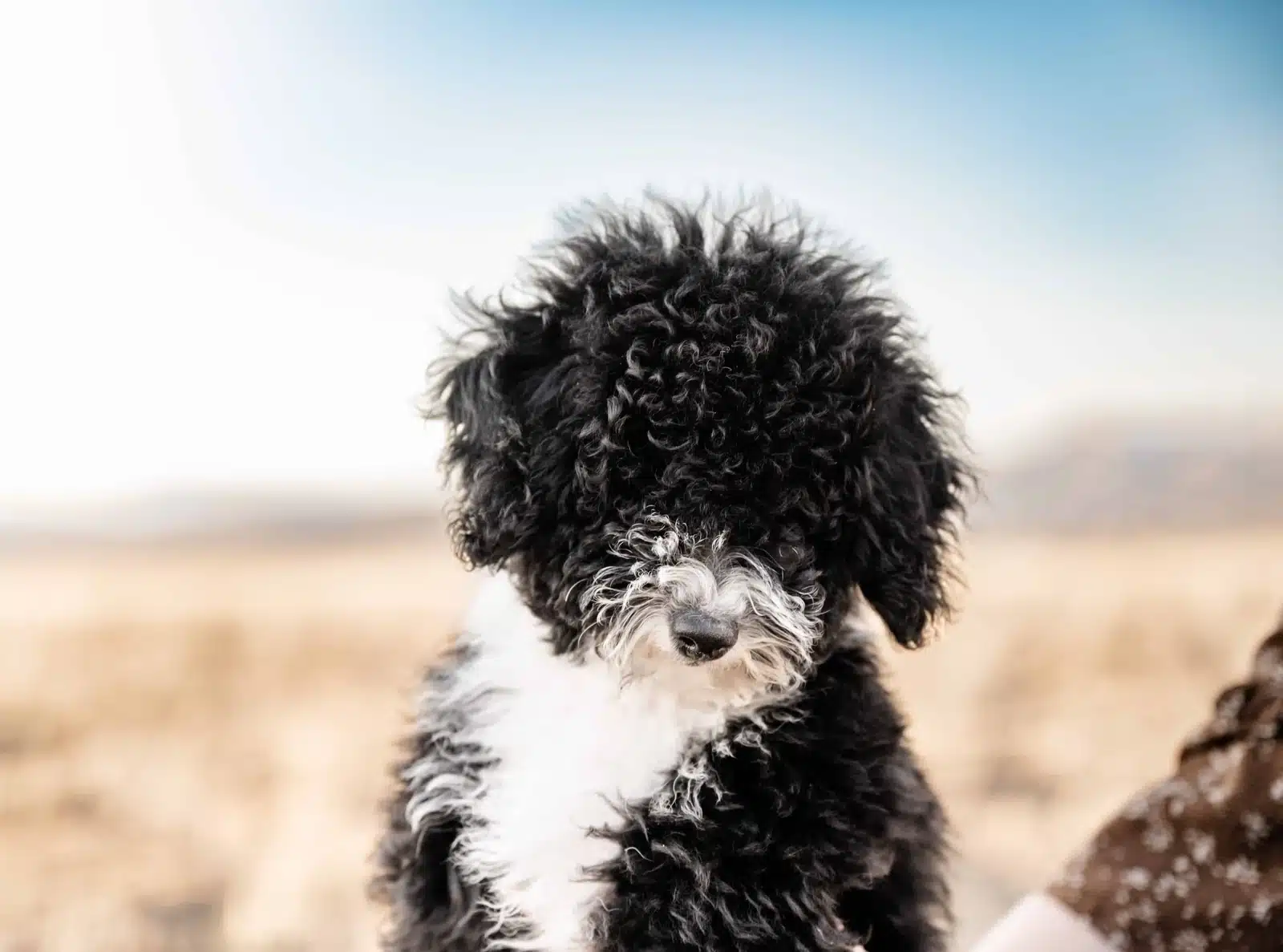 Black and White Puppy Outdoor Portrait Held in Hands.