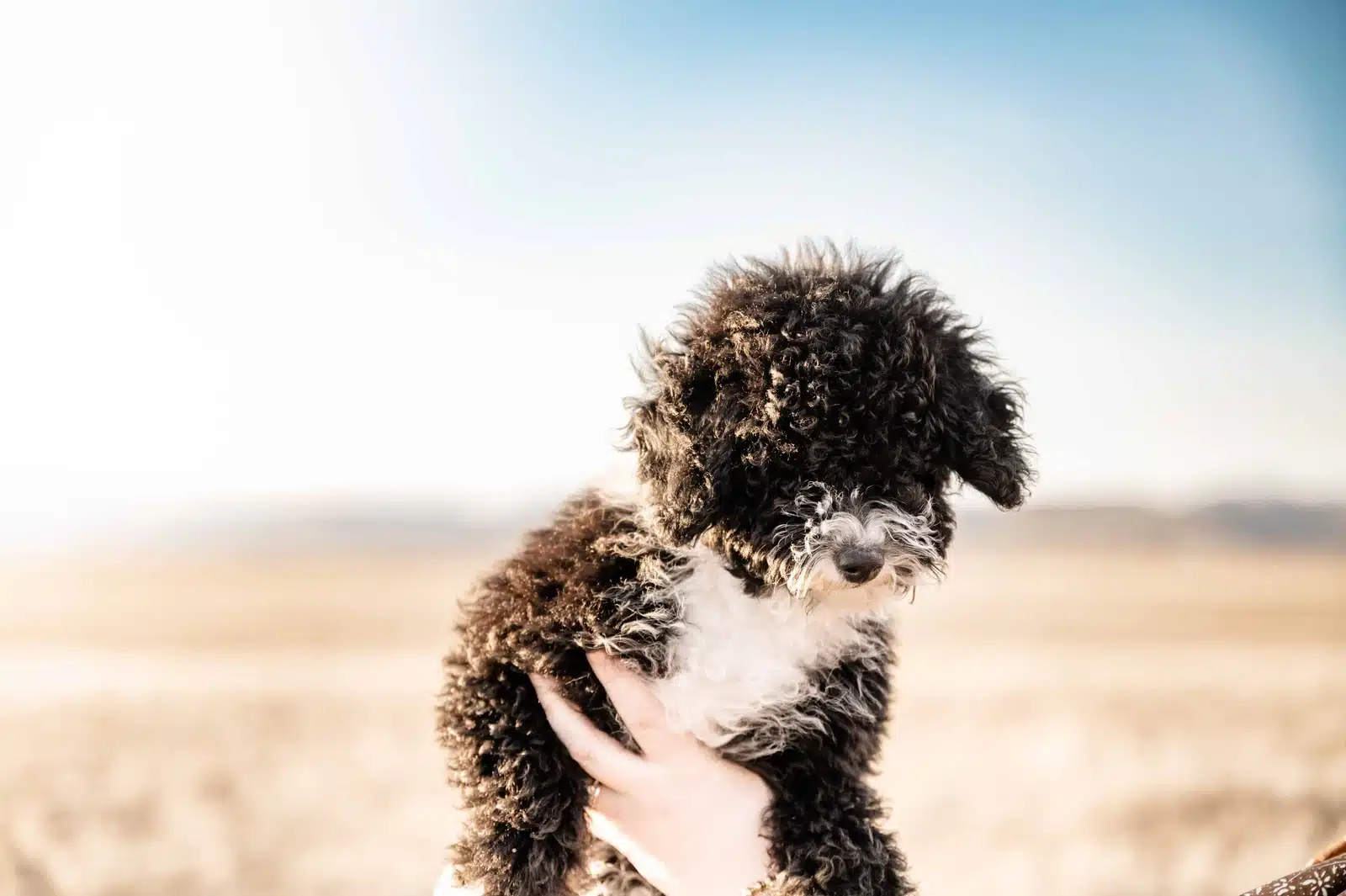 Black and White Puppy Outdoor Portrait Held in Hands.