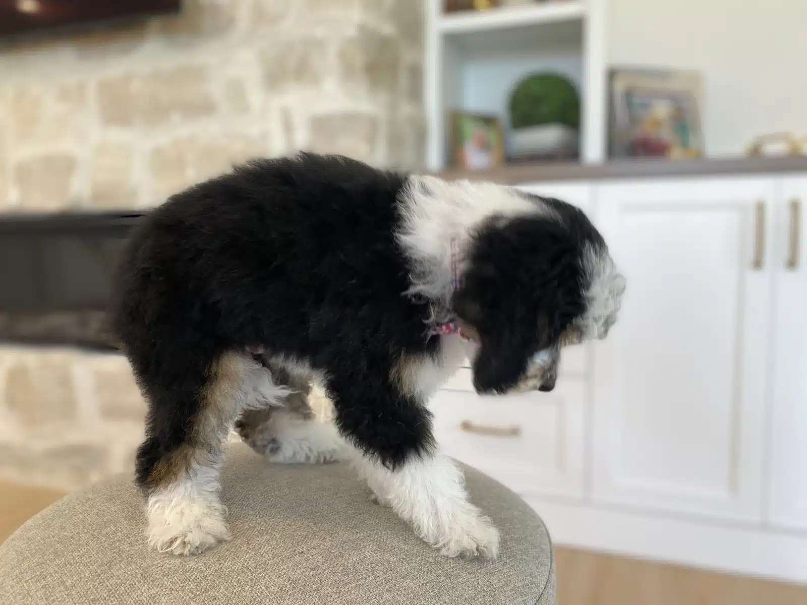 Black and white puppy with a pink bow looking down to the right while standing on a beige upholstered ottoman