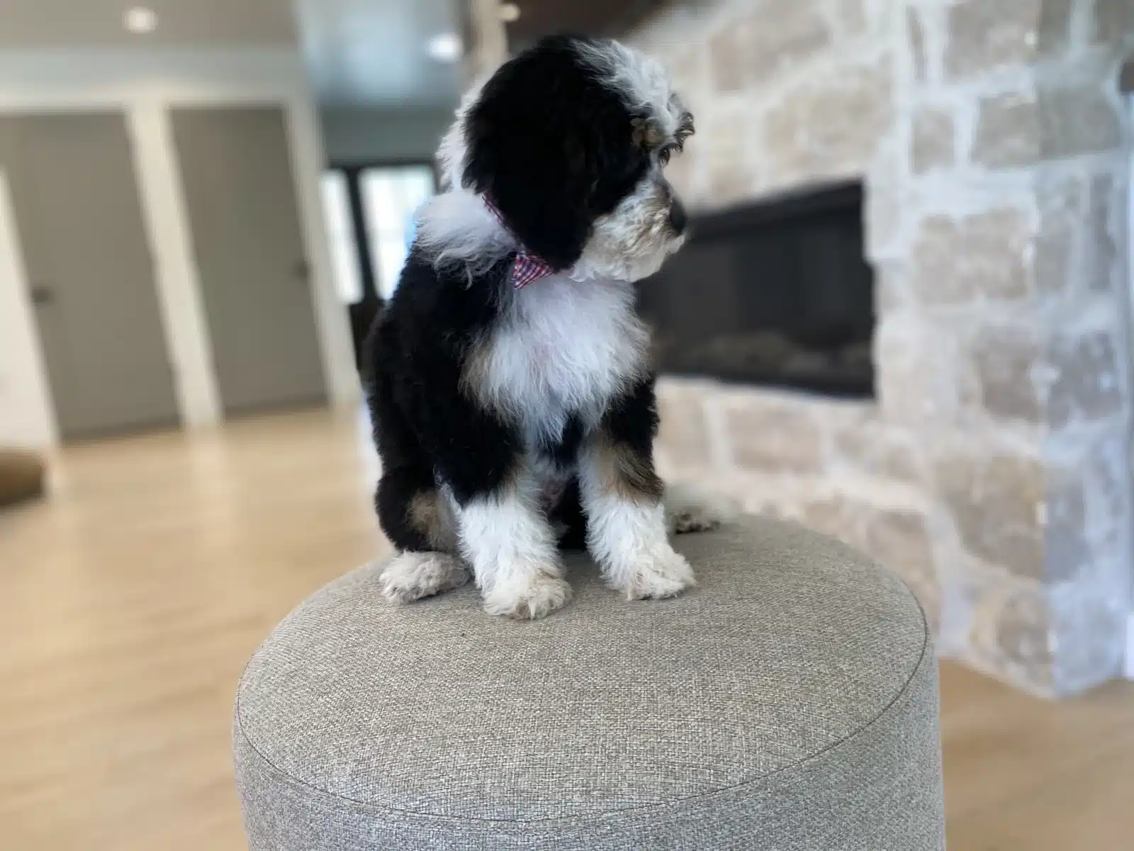 Black and White Puppy Pink Bow on a Beige Cushion.