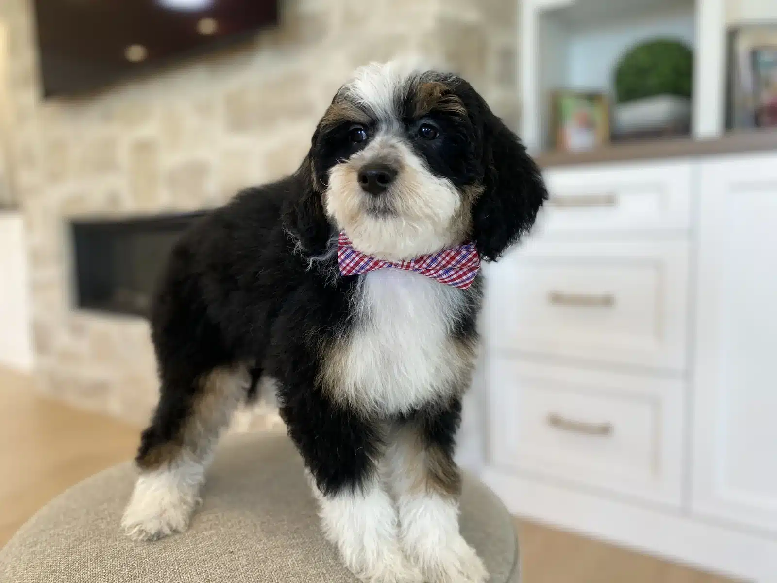 Black and White Puppy Pink Bow on a Beige Cushion.