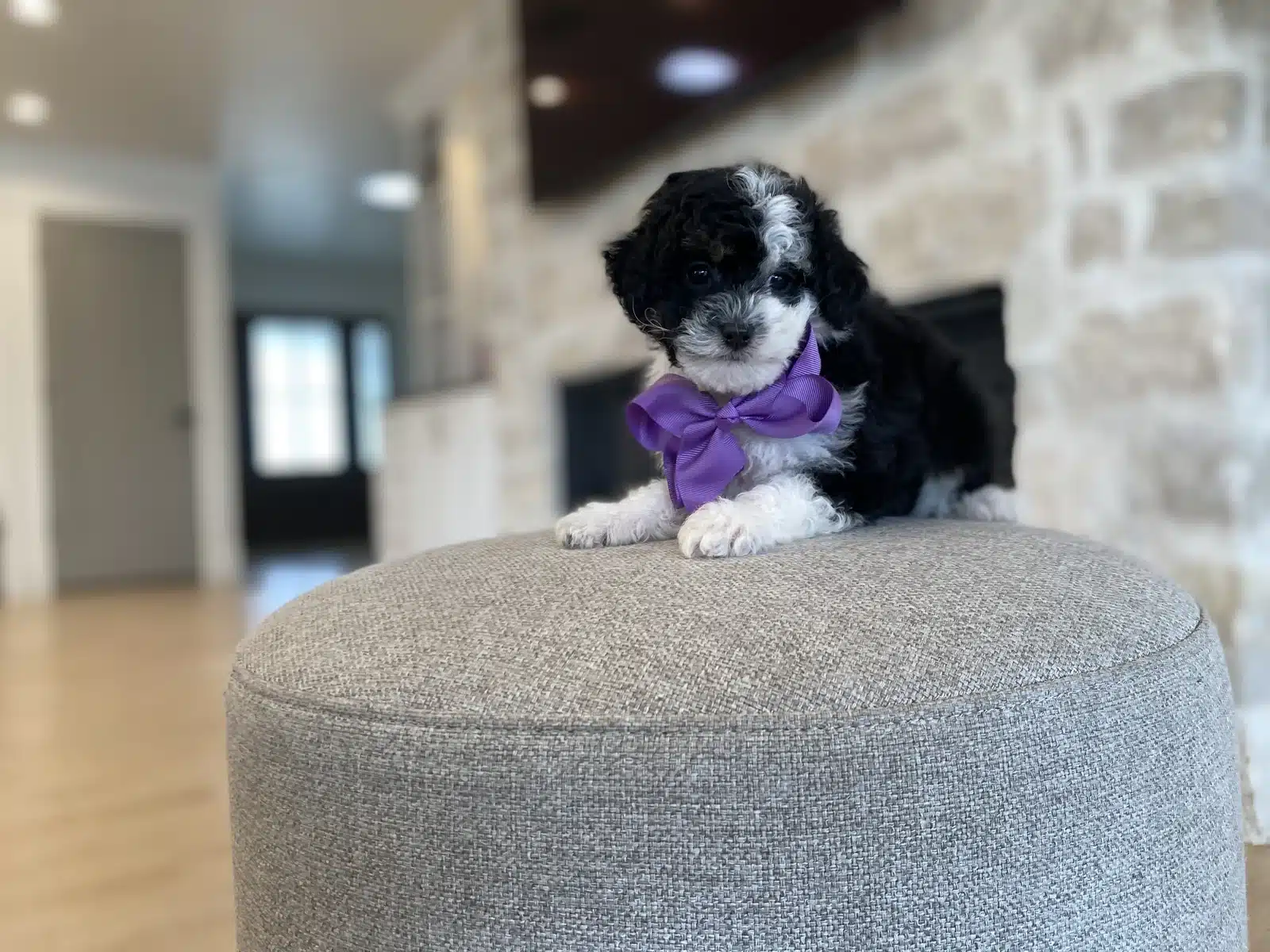 Black and White Puppy Purple Bow on a Beige Cushion.