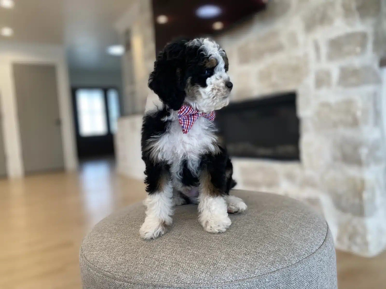 Black and White Puppy Purple Bow on a Beige Cushion.
