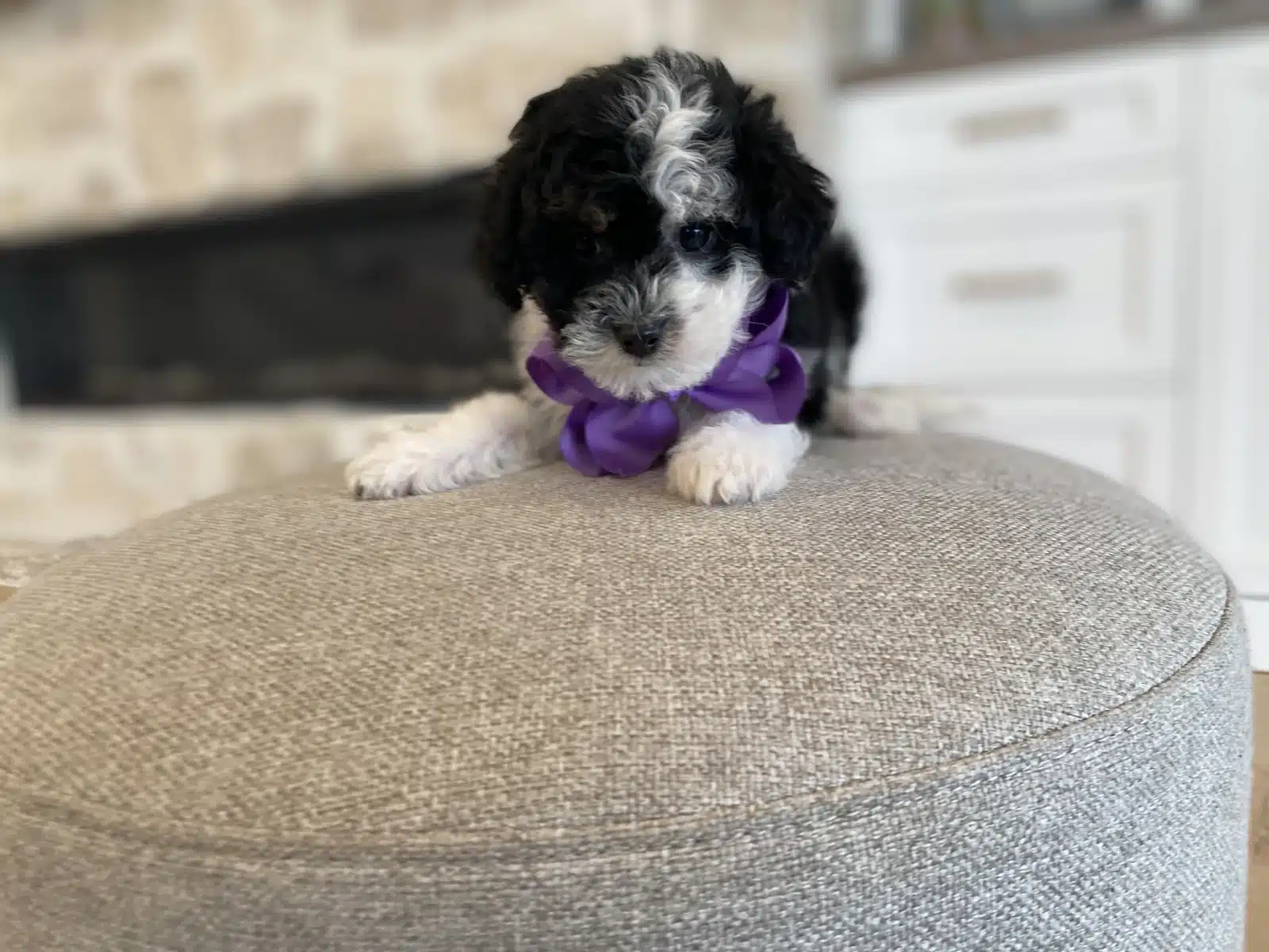 Black and white puppy wearing a purple bow on a round beige cushion