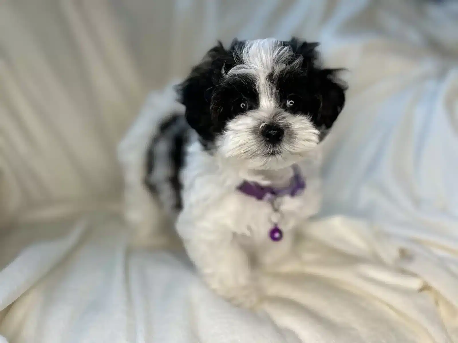 Black and White Puppy Purple Collar Portrait.