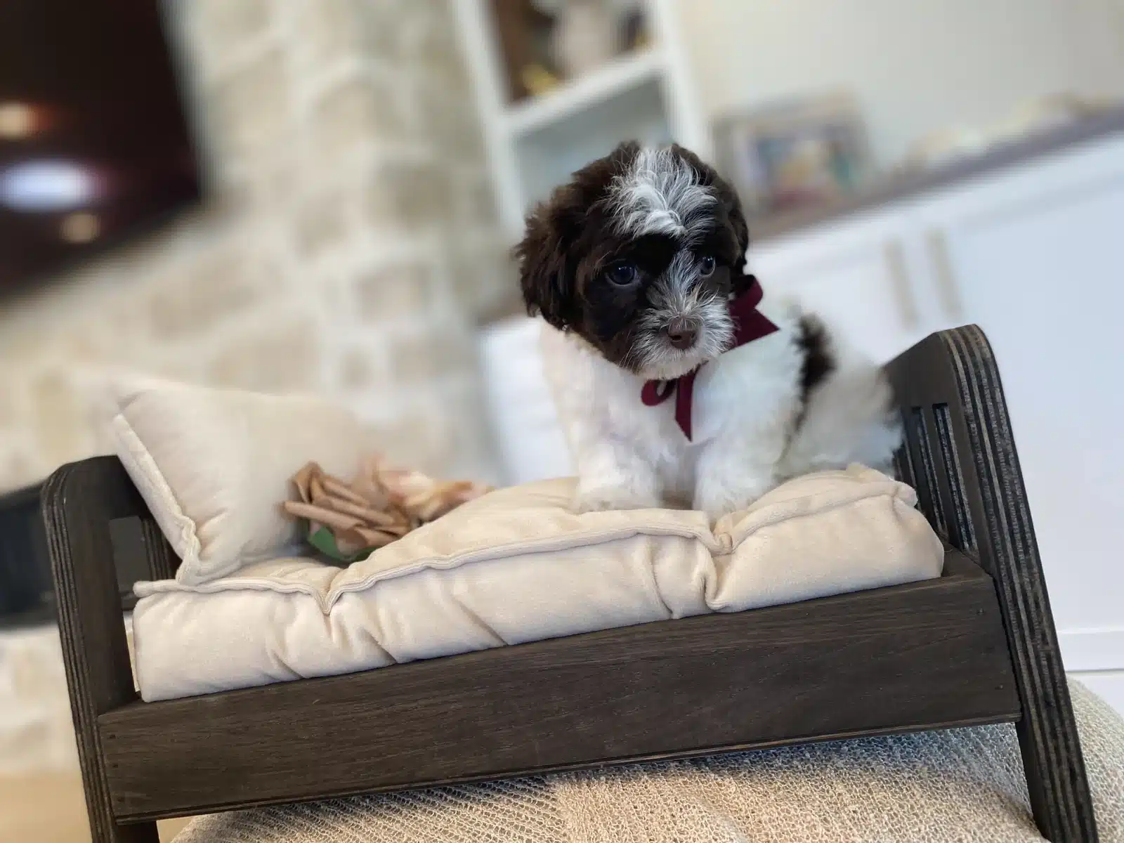 Black and White Puppy Red Bow in a Small Wooden Bed.