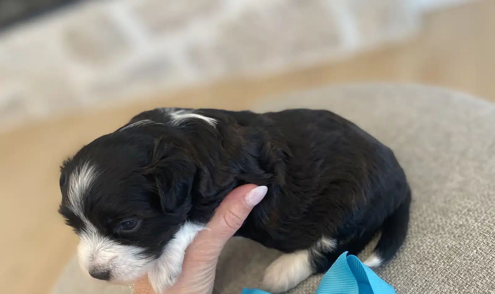 Black and White Puppy Teal Bow on a Beige Cushion.