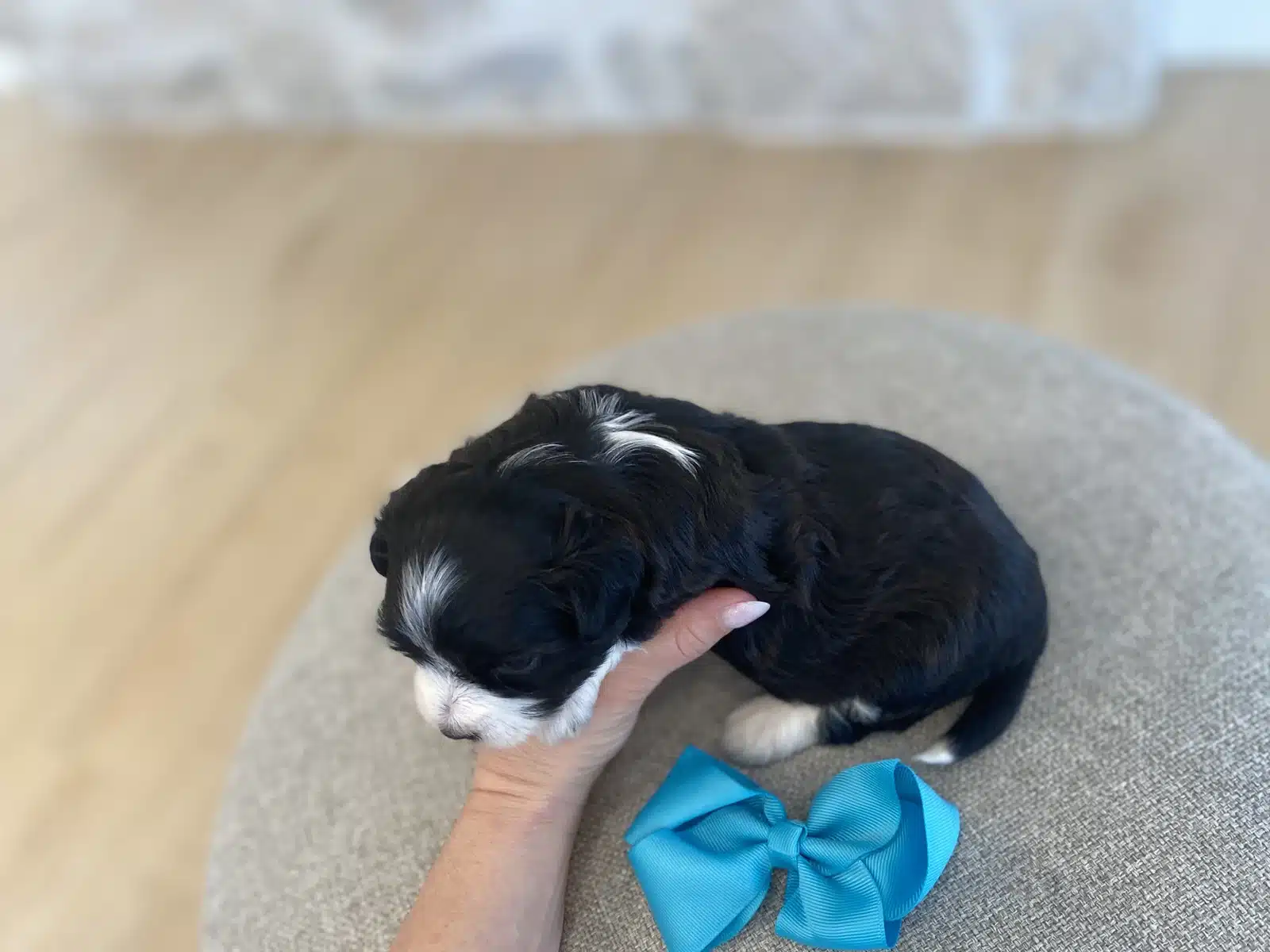 Black and White Puppy Teal Bow on a Beige Cushion.