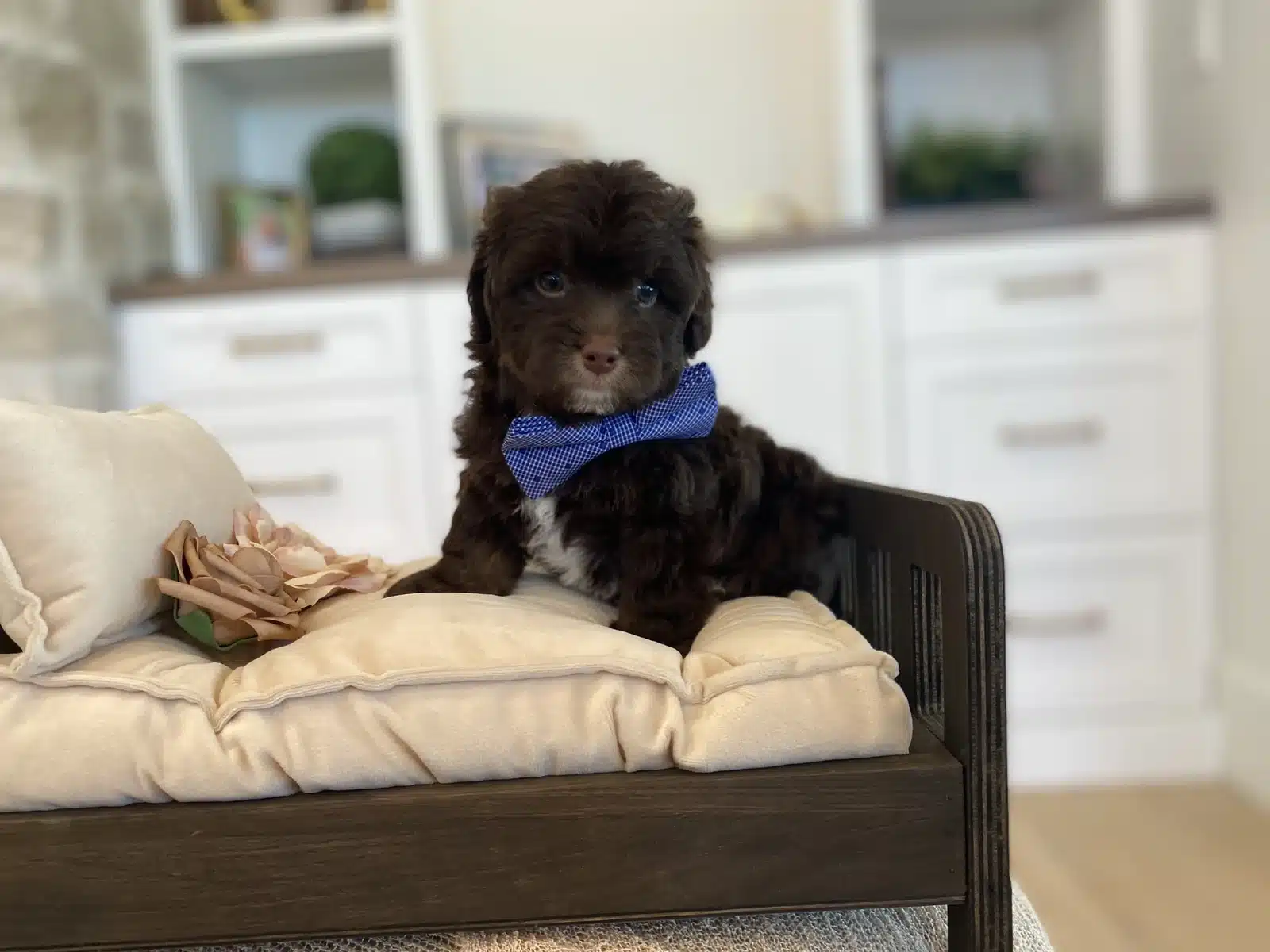 Black Puppy Blue Bow on a Cream Chair.